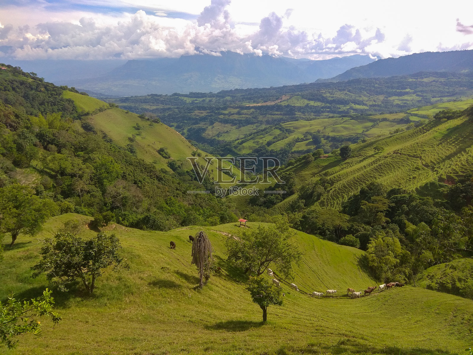 哥伦比亚：带有牛群的乡村风景照片摄影图片