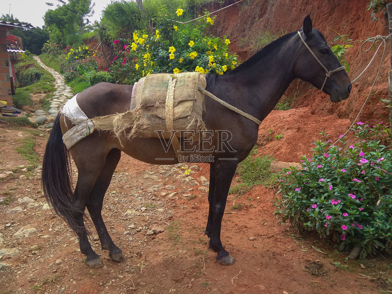 在乡间小路上驮着货物的马照片摄影图片