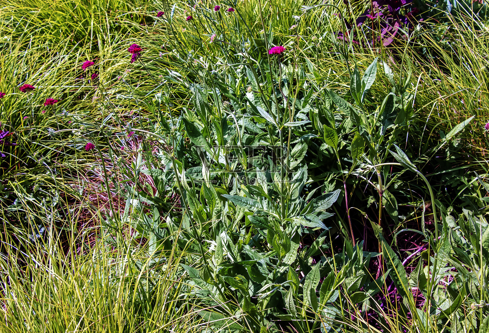 马其顿疮痍花（Knautia macedonica）红骑士盛开。照片摄影图片