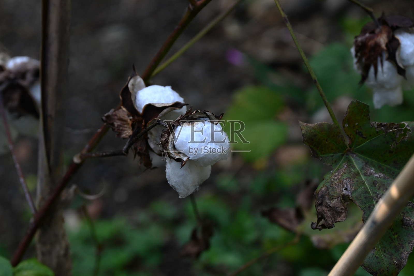 棉花种植。原产于热带的锦葵科多年生植物。照片摄影图片