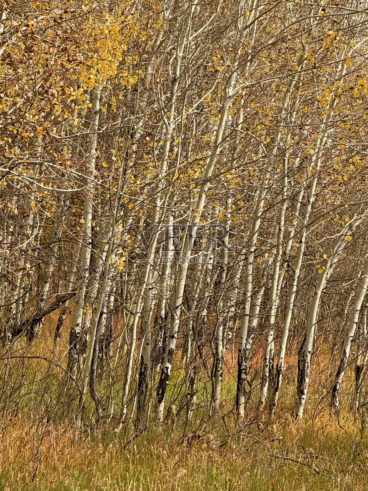 大提顿国家公园照片摄影图片