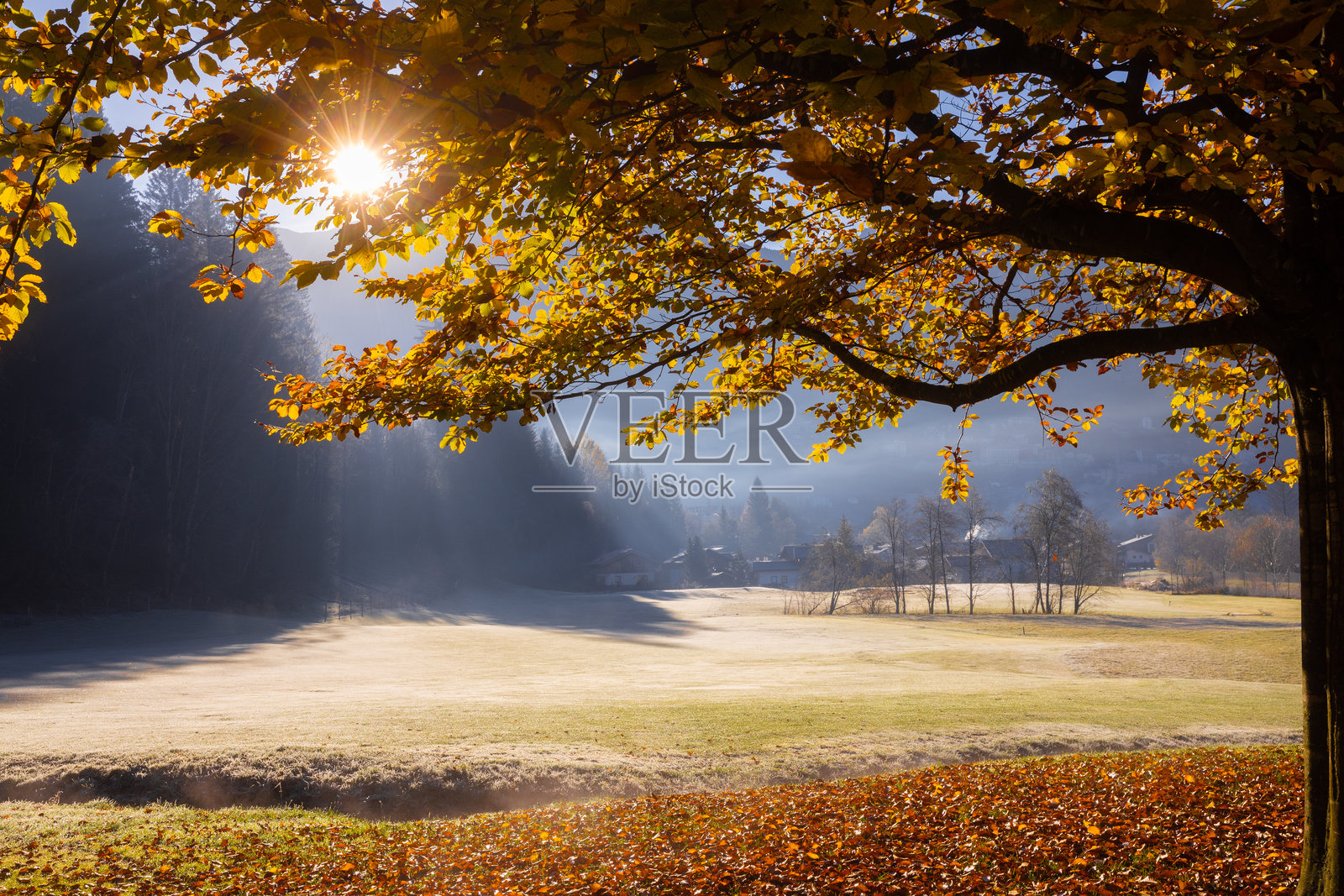 金色的秋日阳光透过树木洒在清晨雾气弥漫的草地上照片摄影图片