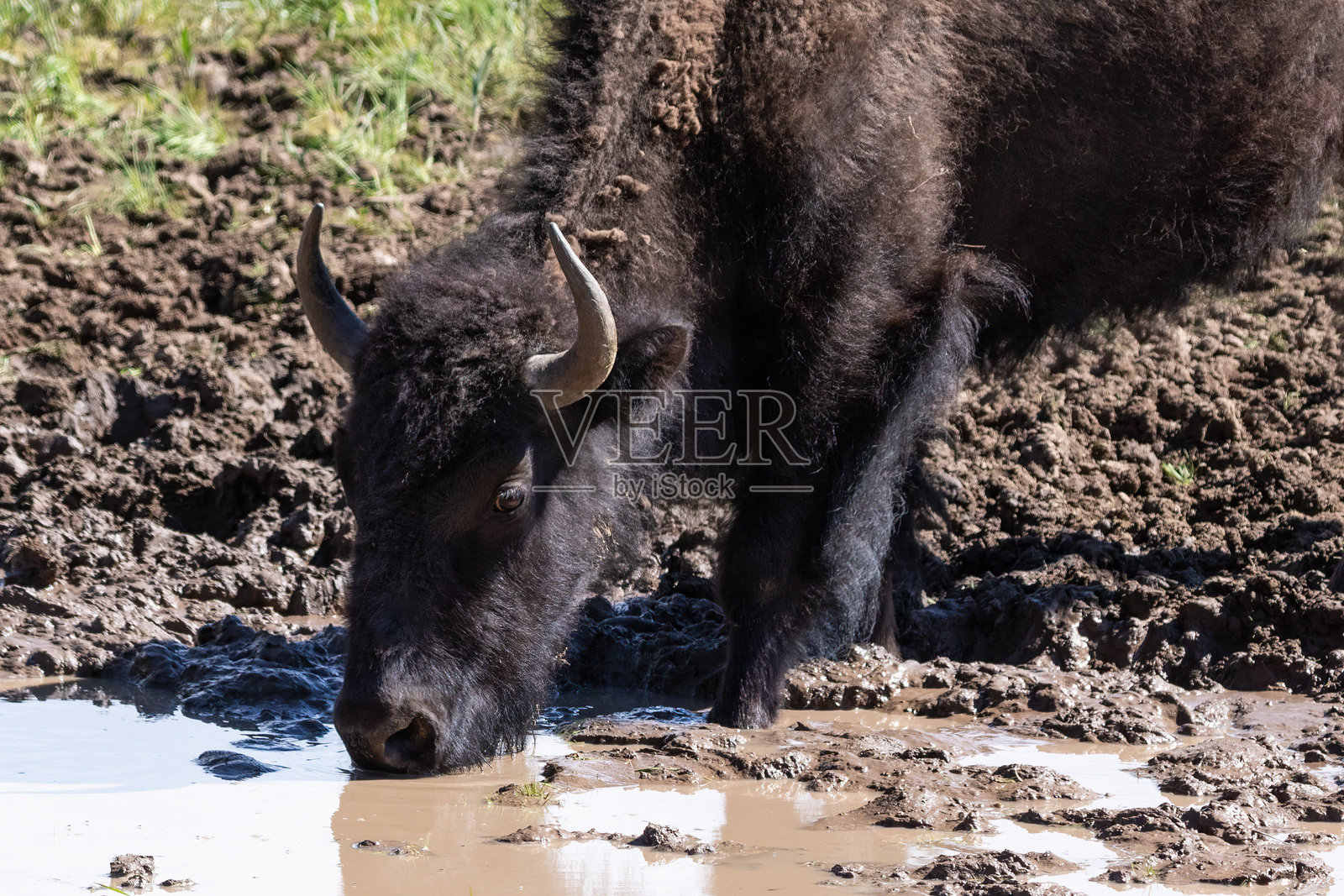 特写，美国野牛在水坑饮水。照片摄影图片