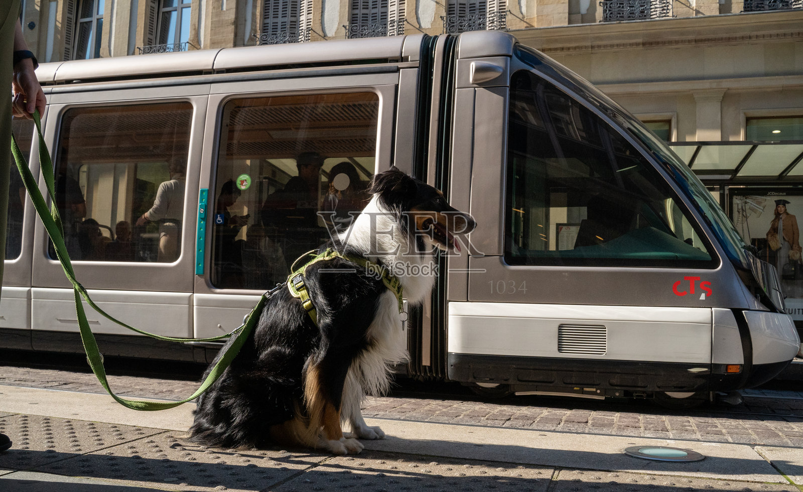 在斯特拉斯堡的CTS交通工具上旅行的狗照片摄影图片