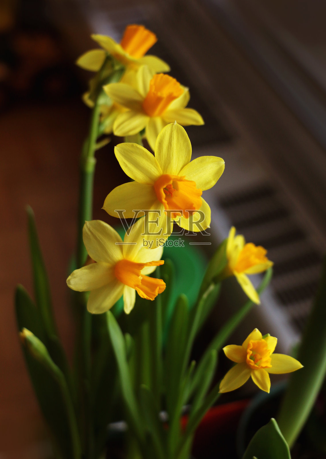 窗边的灿烂水仙花照片摄影图片