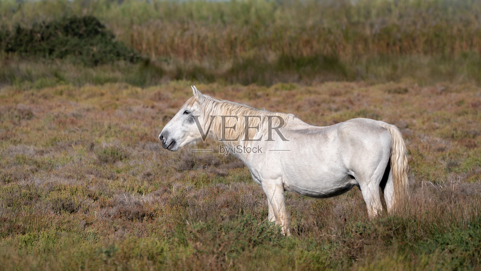 孤独的卡马尔格马（Cheval de Camargue）照片摄影图片