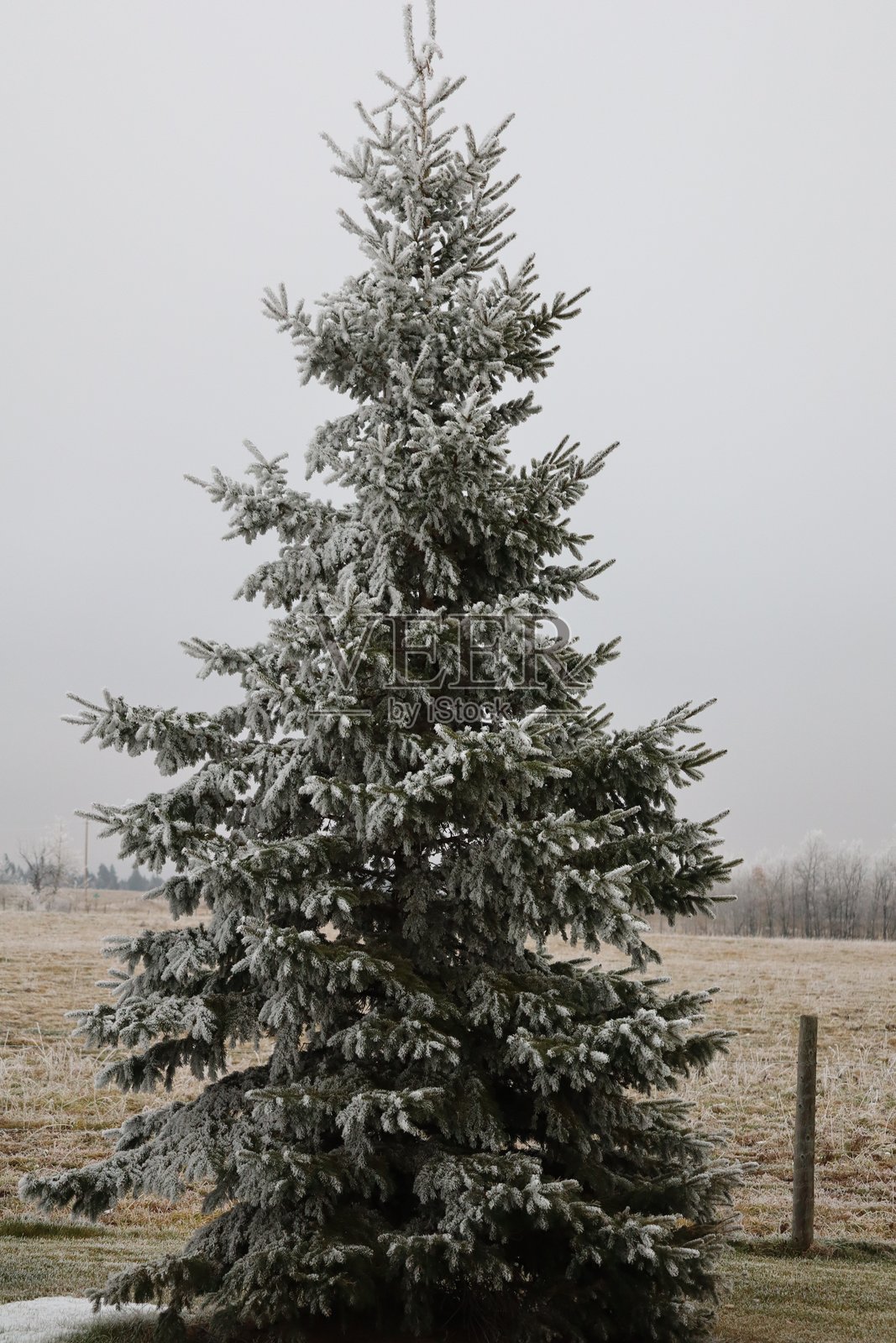 冬日里的一棵孤独的云杉树。照片摄影图片