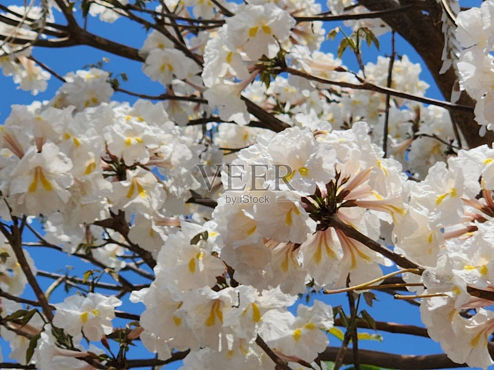 白色伊佩花（Handroanthus albus）的精致：纯天然之美，重生的象征，迷人的塞拉多之花，白色伊佩花与蓝天背景的优雅照片摄影图片