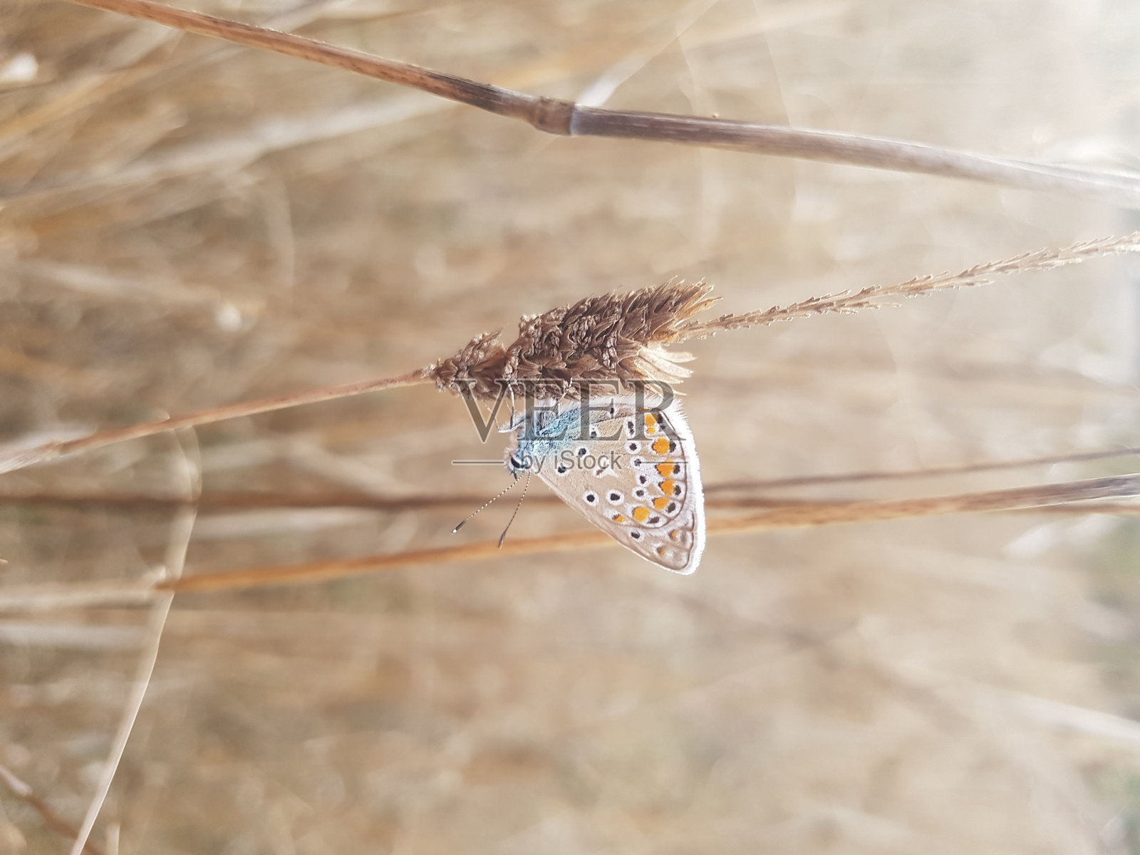 自然蝴蝶摄影照片摄影图片
