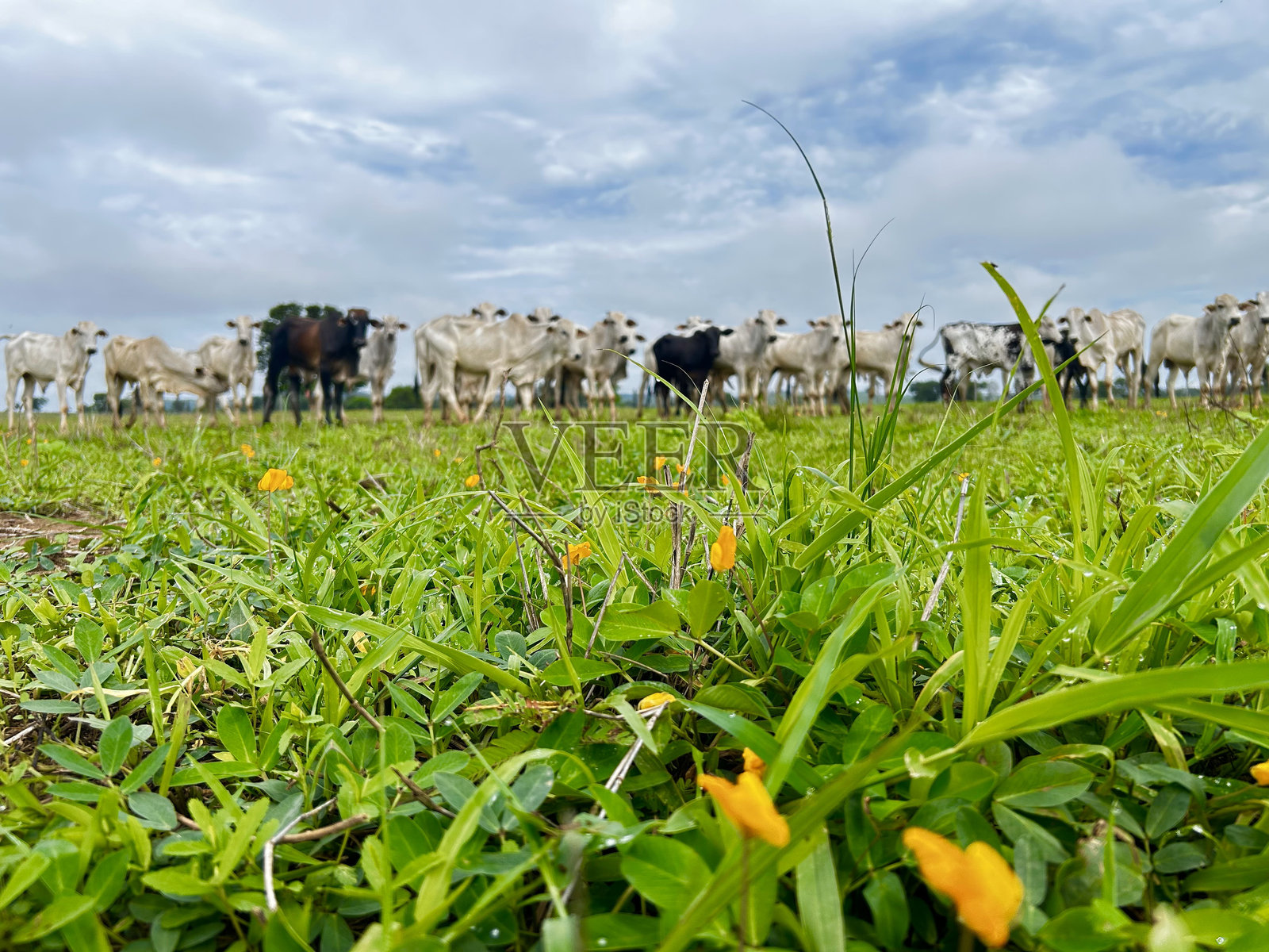 热带气候中草类和豆类（花生）的可持续融合。特写混合饲料照片摄影图片