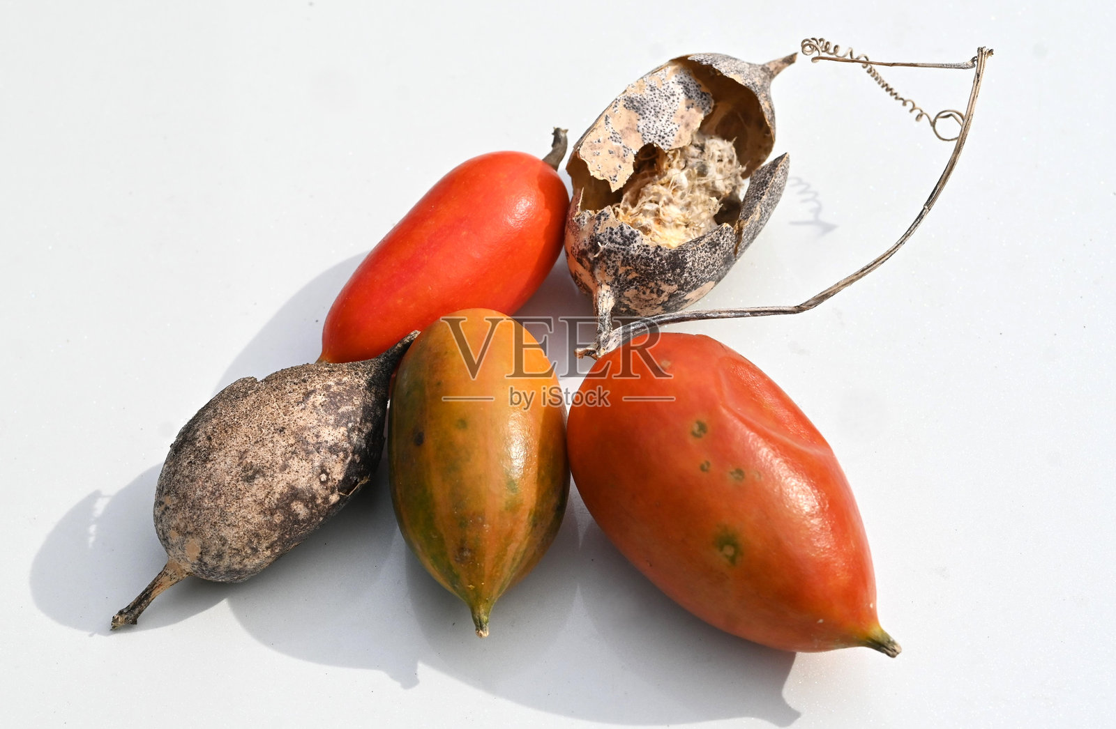 日本蛇瓜（Trichosanthes cucumeroides）果实。葫芦科多年生藤本植物。照片摄影图片