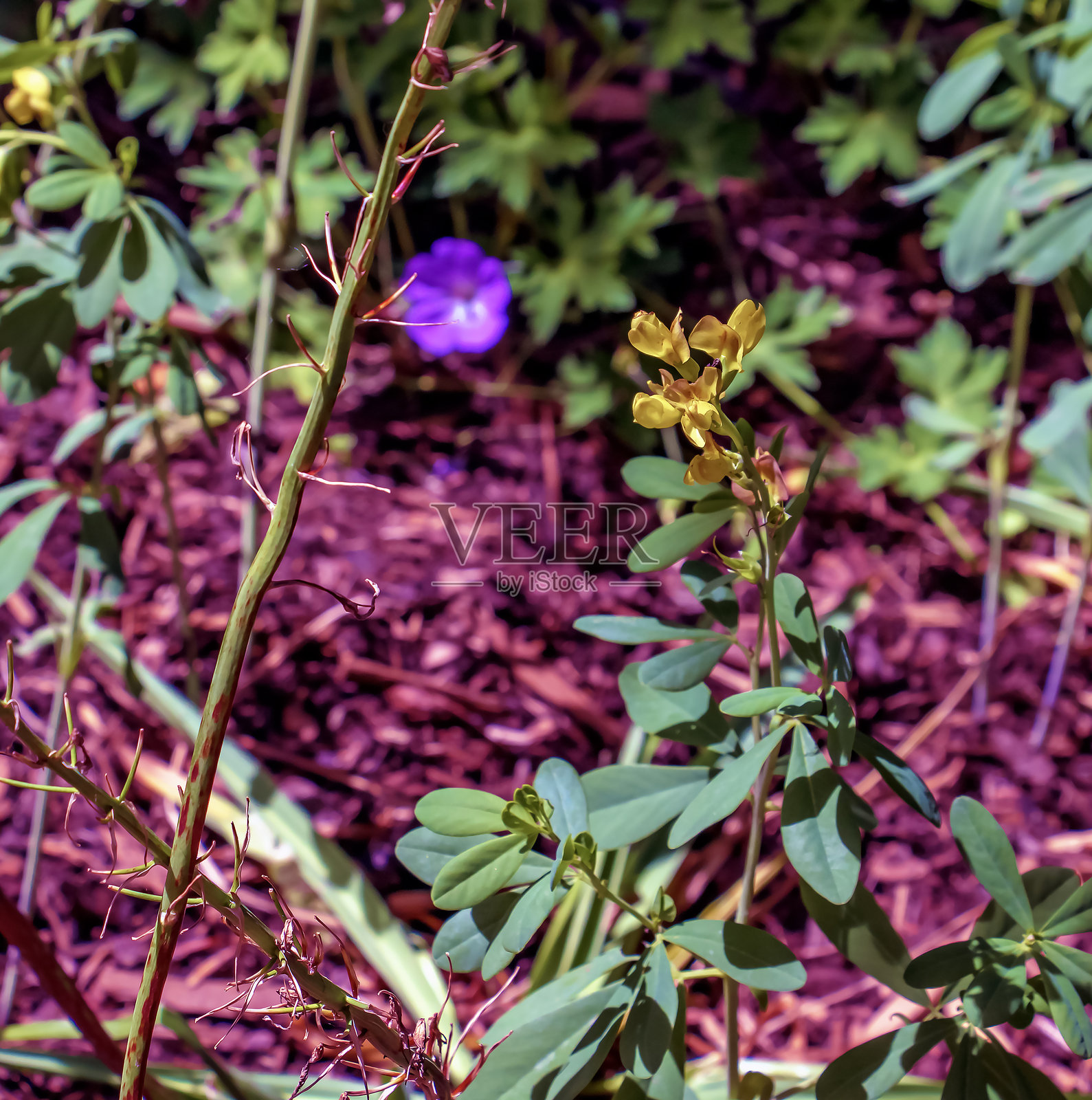 黄花蓝草在草地上生长。小黄野花。美丽的野花背景。照片摄影图片