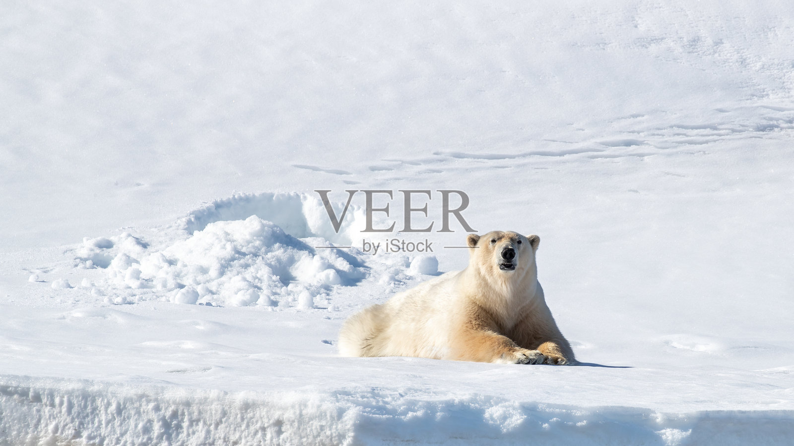 成年雄性北极熊在斯瓦尔巴特群岛的洁白雪地上，斯瓦尔巴特是挪威的一个群岛，位于挪威本土与北极之间。照片摄影图片