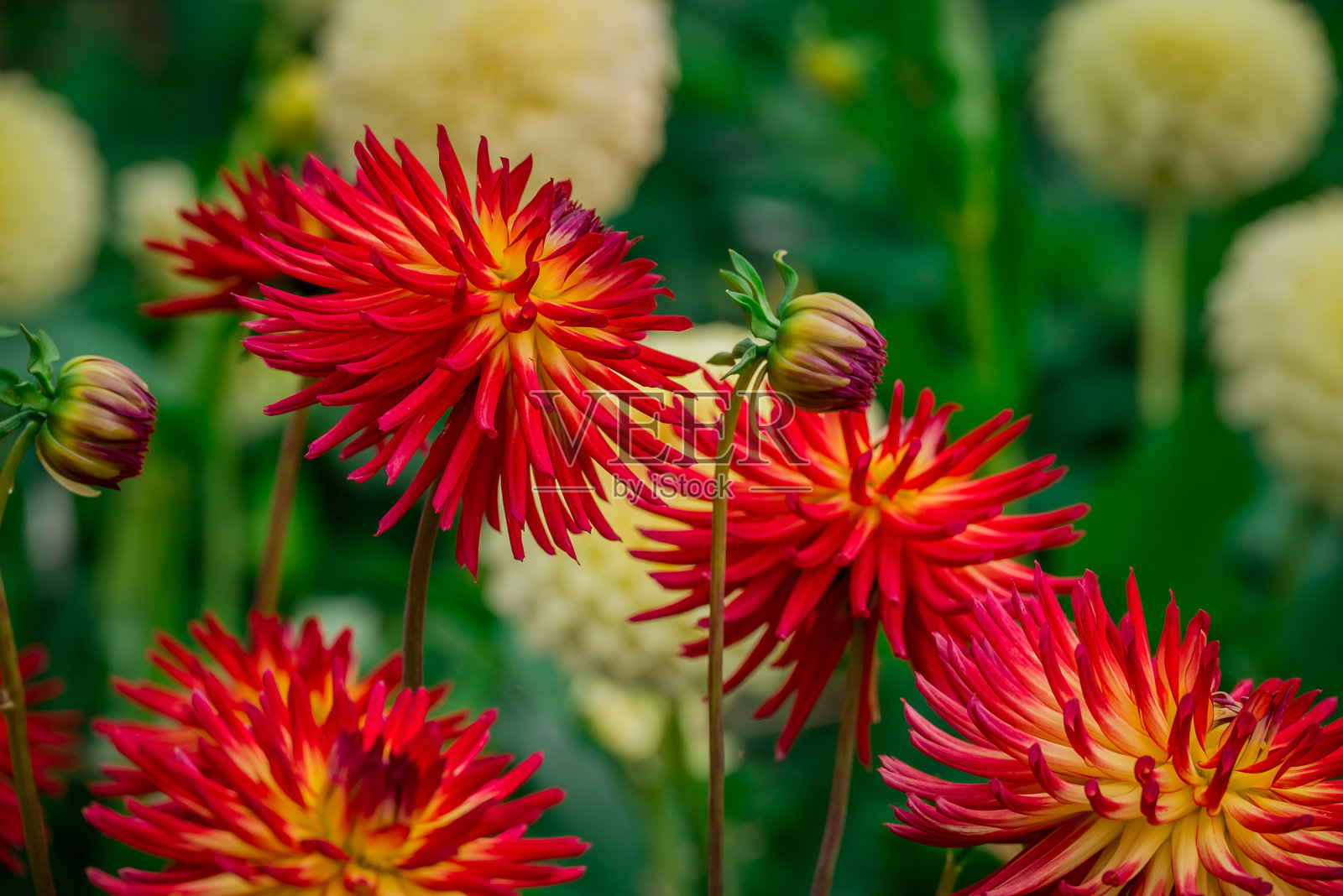 秋季花园中盛开的美丽花朵照片摄影图片