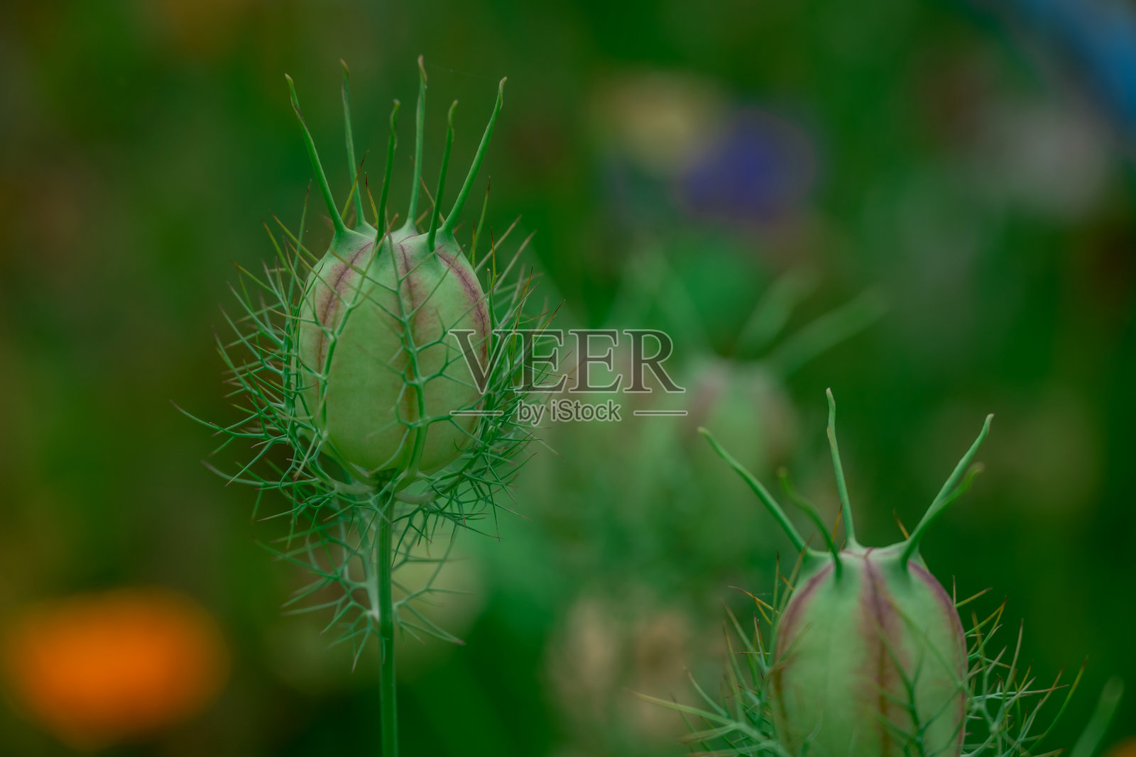 秋天花园中盛开的美丽花朵照片摄影图片