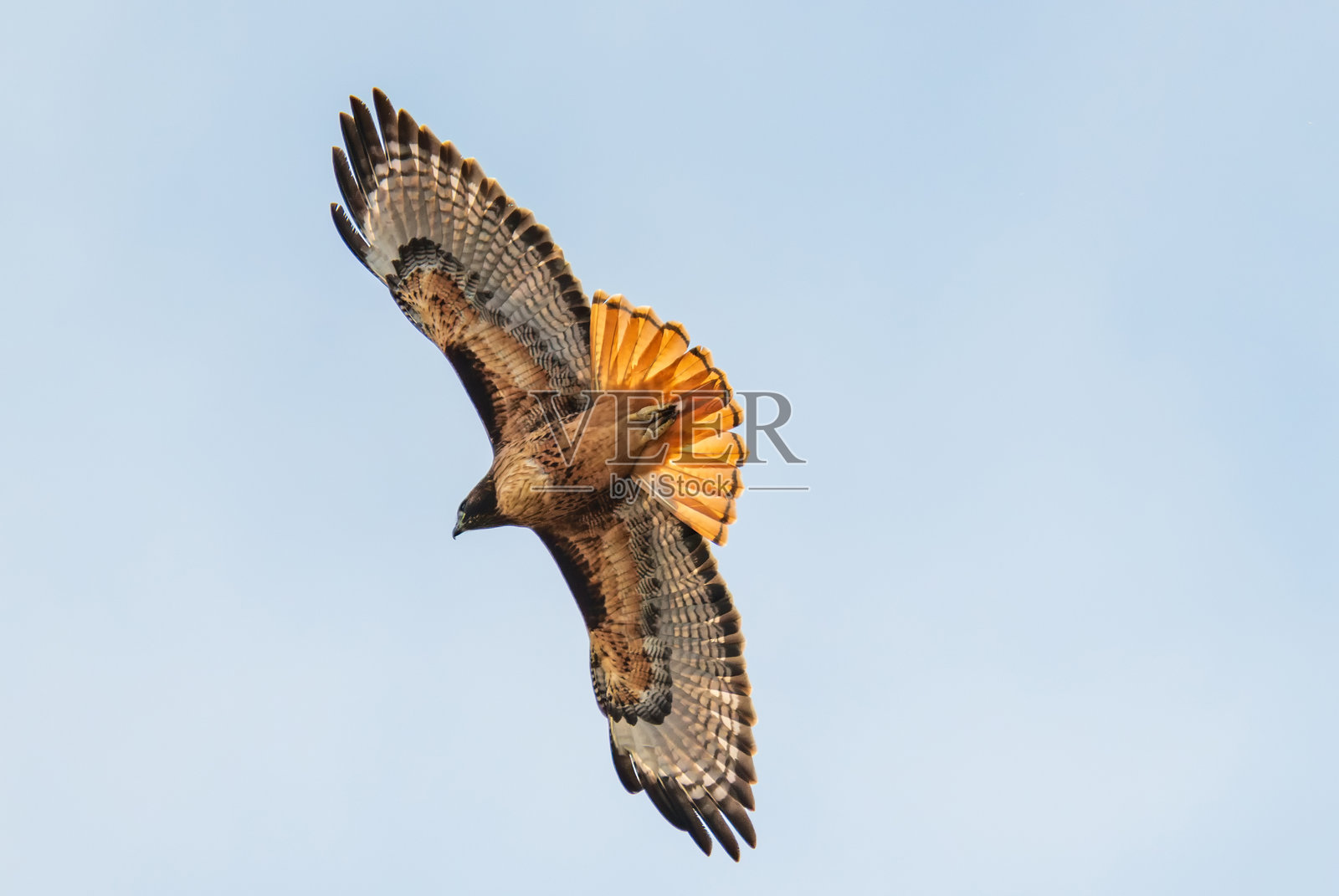 红尾鹰照片摄影图片