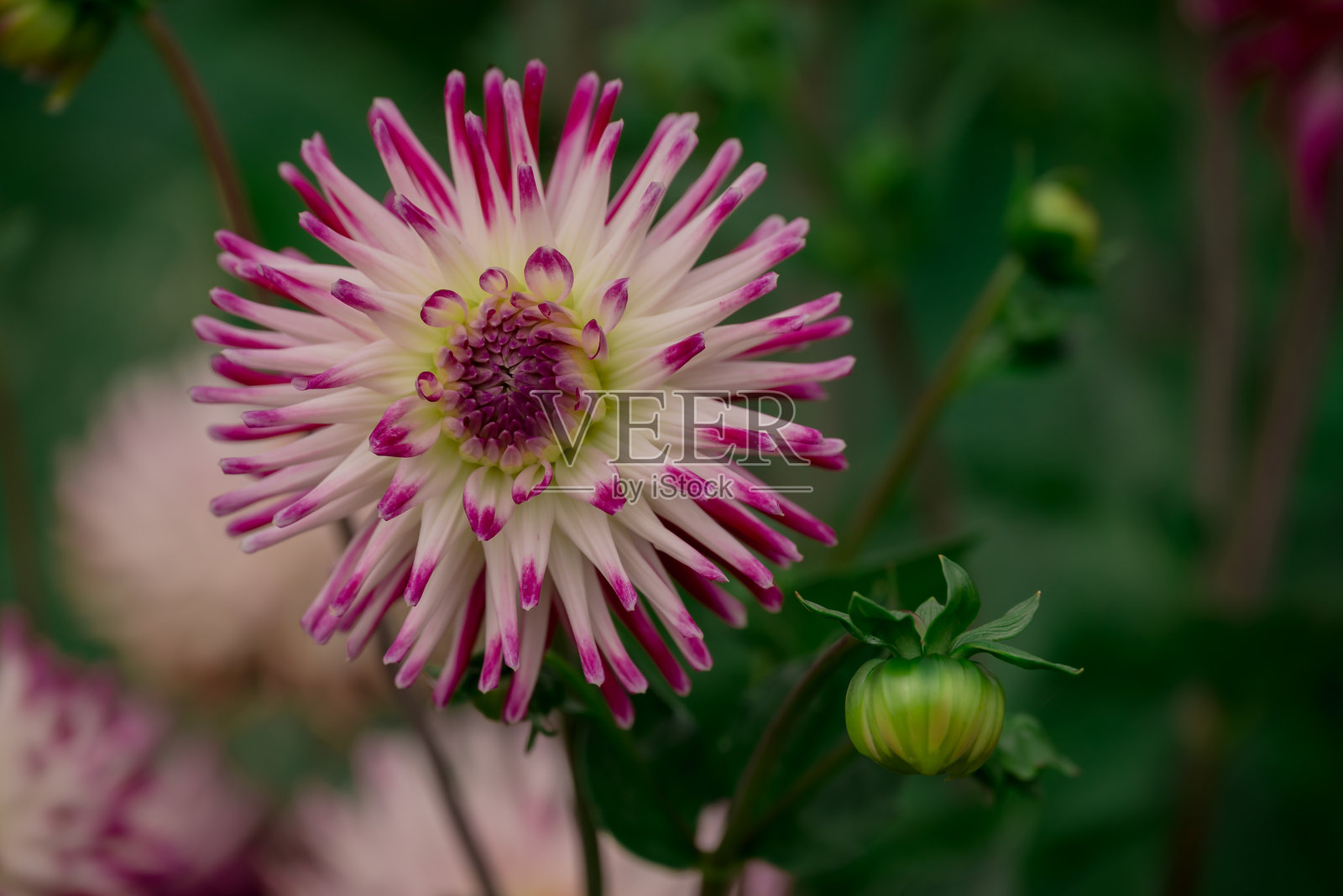 秋季花园中盛开的美丽花朵照片摄影图片