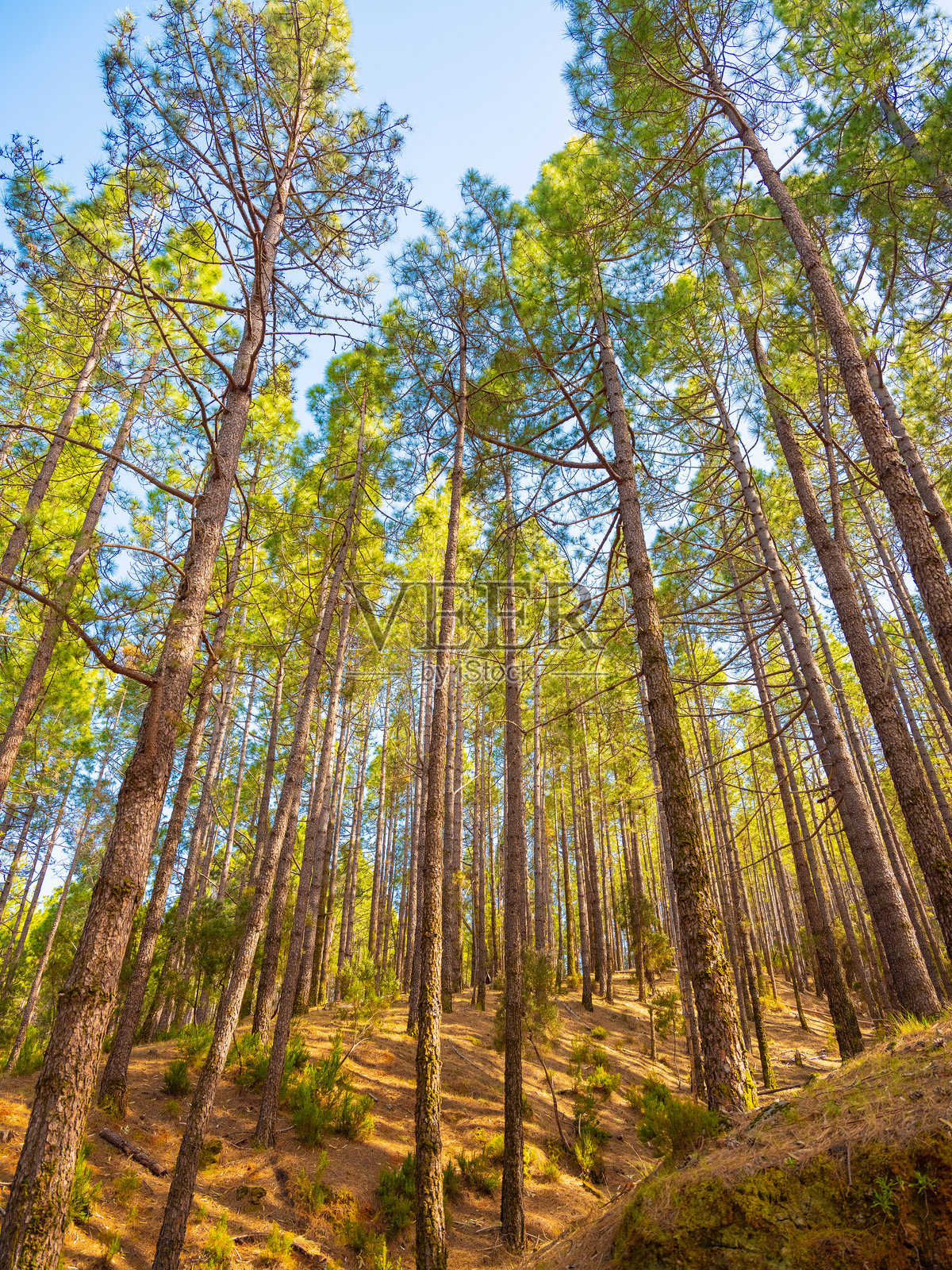 春季茂密的松树林，嫩绿的针叶闪烁着光芒照片摄影图片