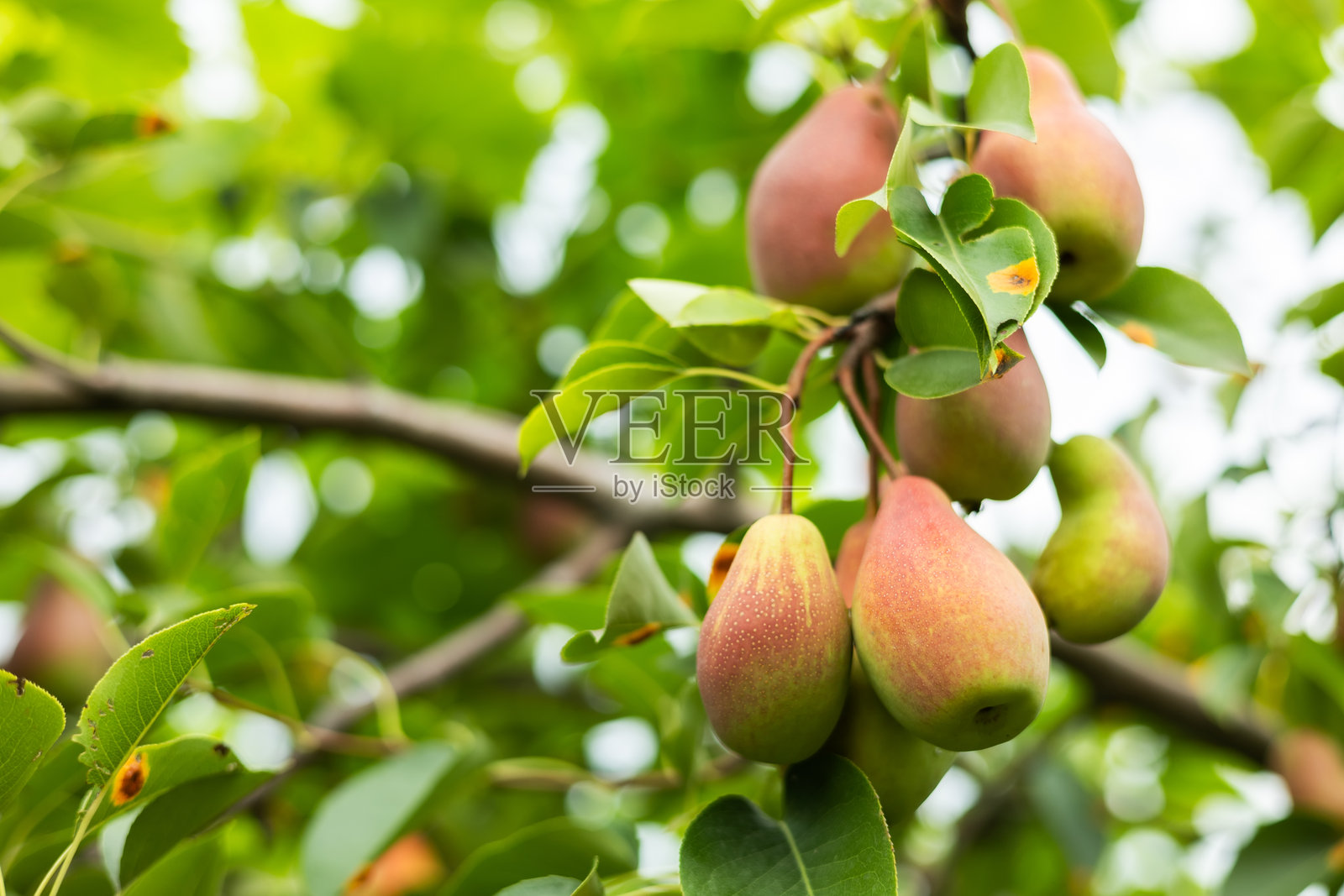 阳光明媚的日子里，花园里种植的生态水果——梨。适合榨汁的生态水果。照片摄影图片