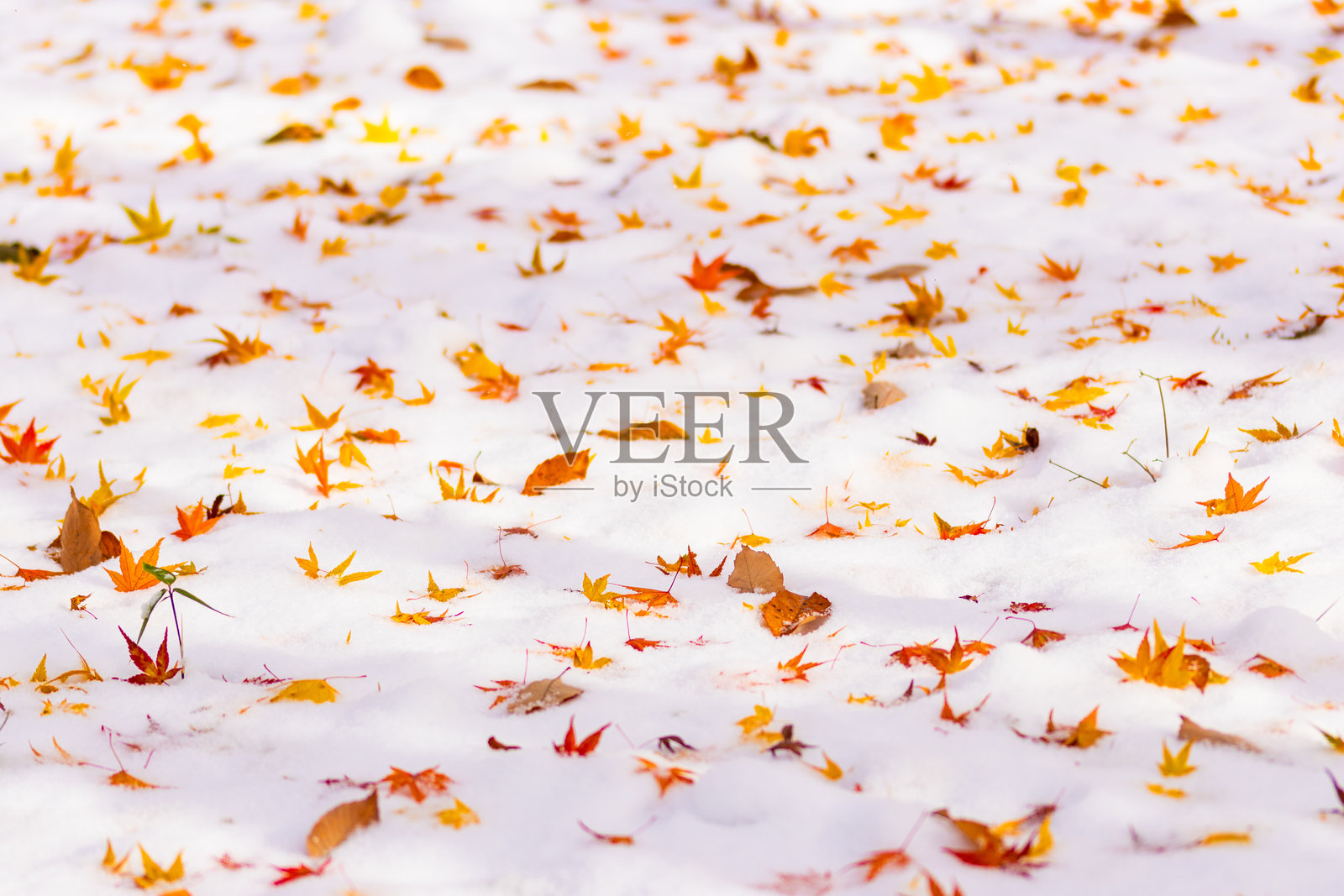 秋天的枫叶覆盖在雪上照片摄影图片