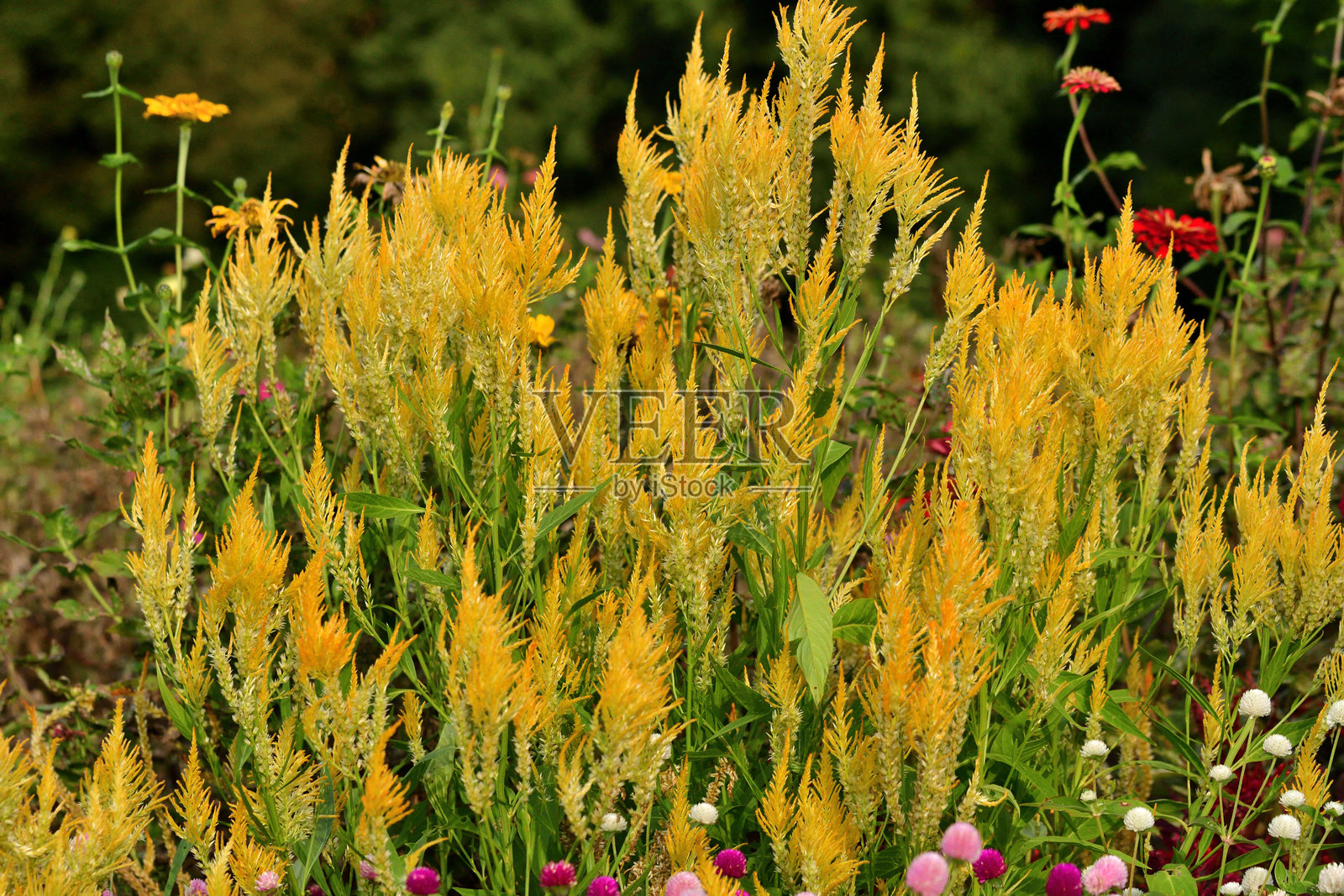 银鸡冠花 / 鸡冠花：适合温暖气候的年生植物，具有浓密的羽毛状花序照片摄影图片