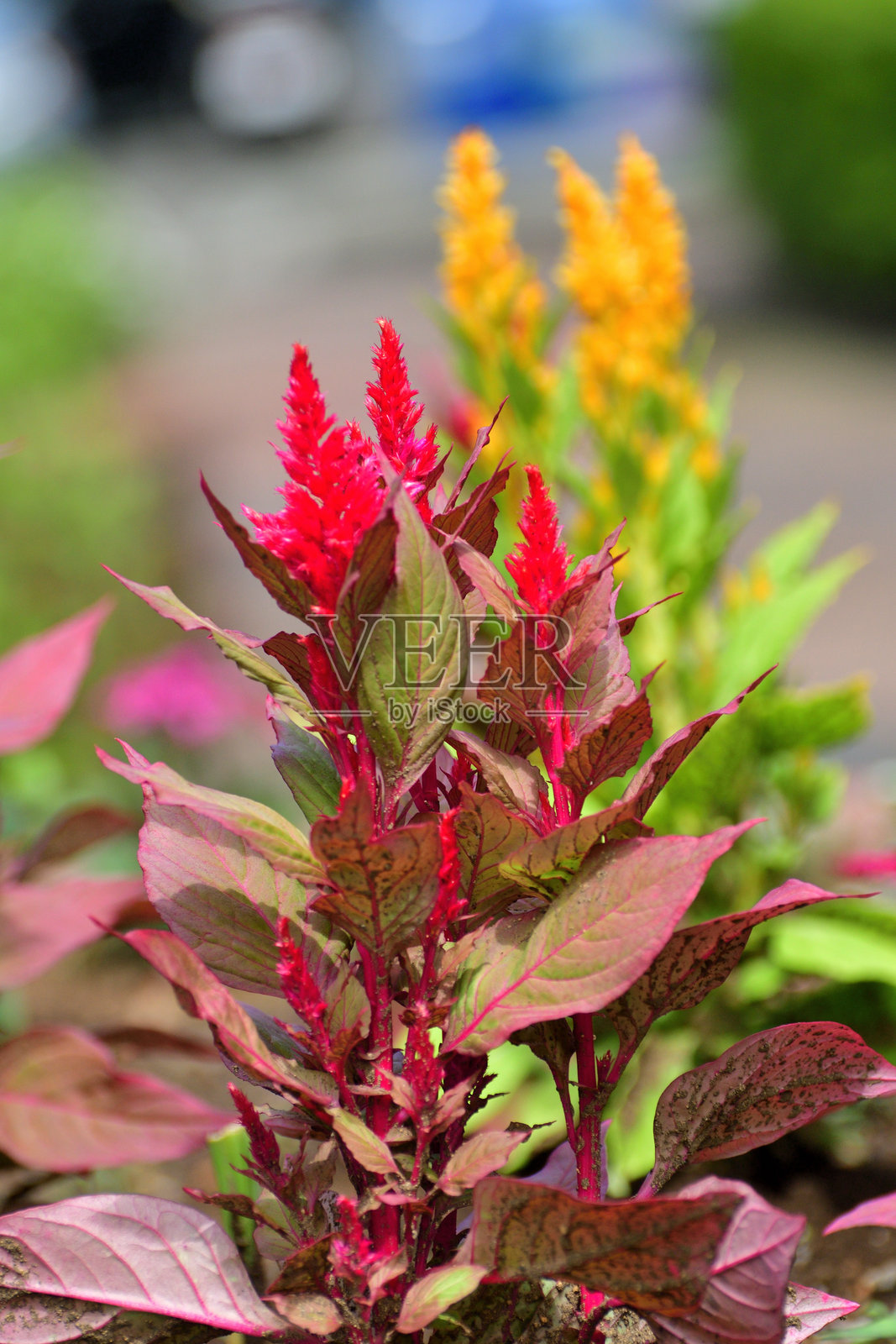银羽鸡冠花：适合温暖气候的年生植物，具有浓密的羽毛状花序照片摄影图片