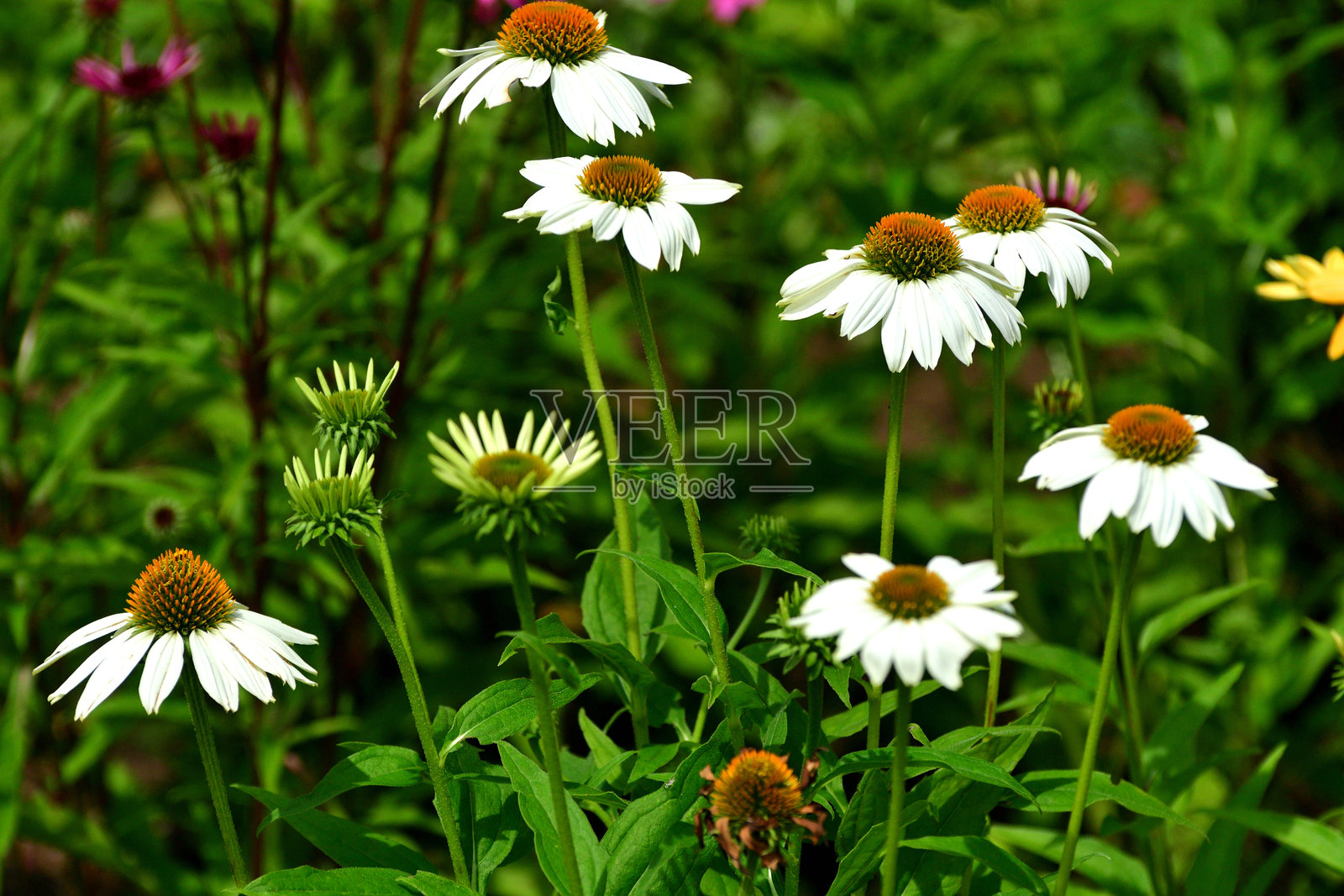 紫锥花：大型、类似雏菊的花朵，具有独特的尖刺状锥形中心照片摄影图片