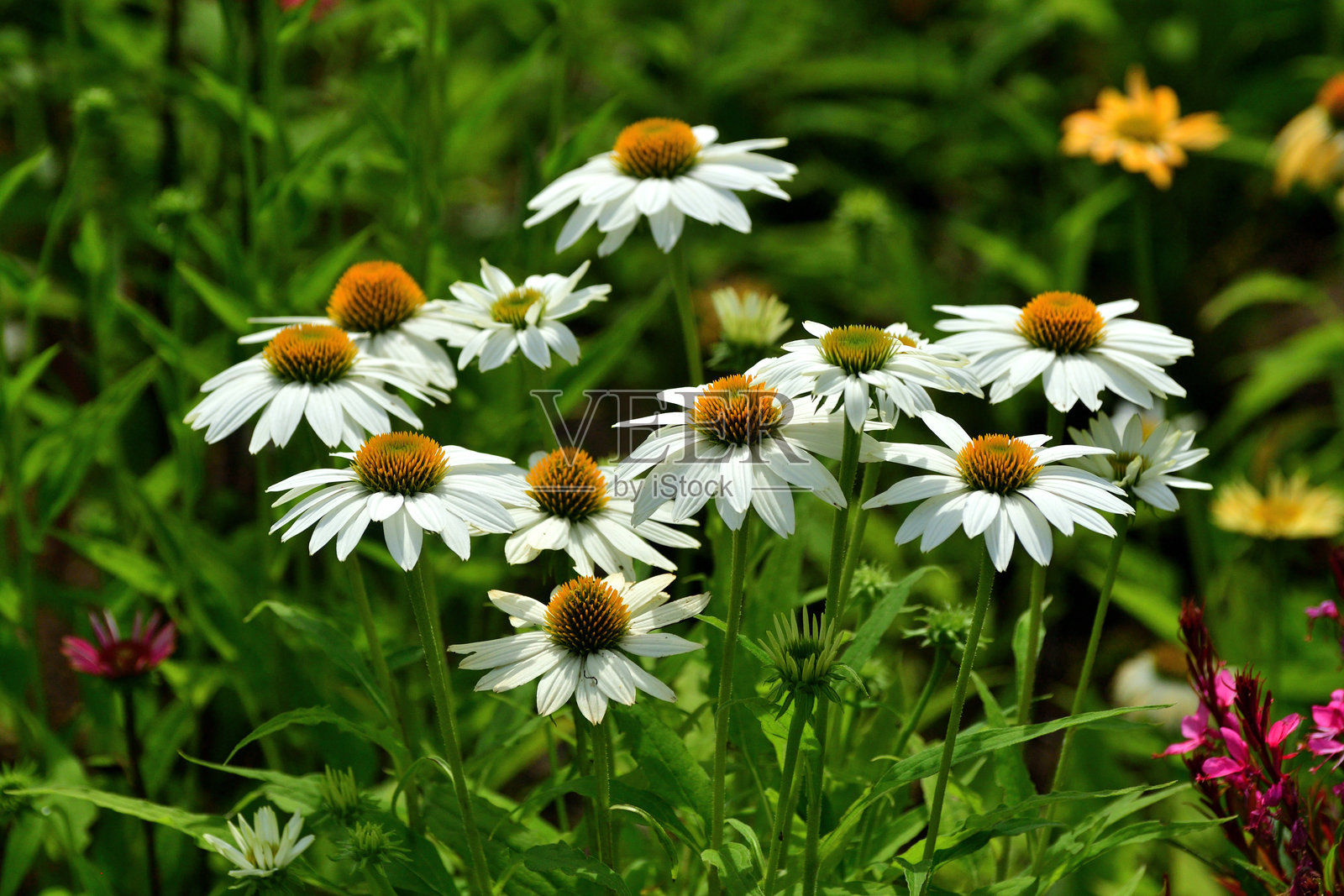 紫锥花：大型、类似雏菊的花朵，具有独特的尖刺状锥形中心照片摄影图片