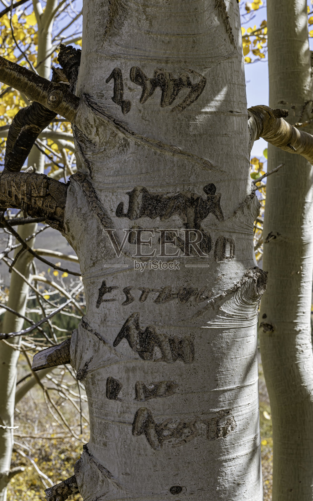 白杨树皮上的雕刻是由牧羊人（许多是巴斯克和爱尔兰裔美国人）在美国西部的白杨树上刻制的树木雕刻。照片摄影图片