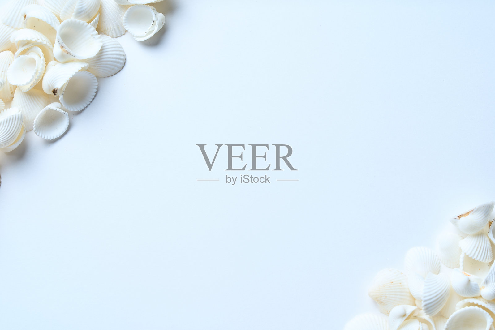 桌子上有许多白色贝壳照片摄影图片