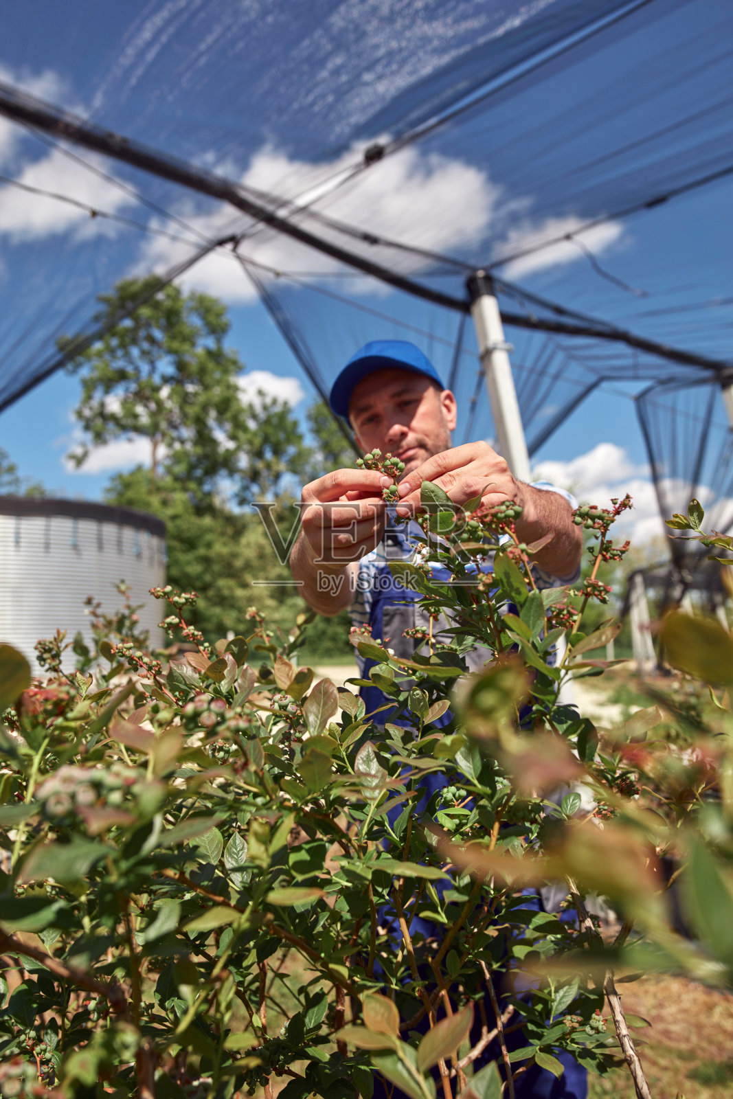 一位男园丁仔细检查植物的嫩枝，标志着蓝莓有机农场春季的开始。照片摄影图片
