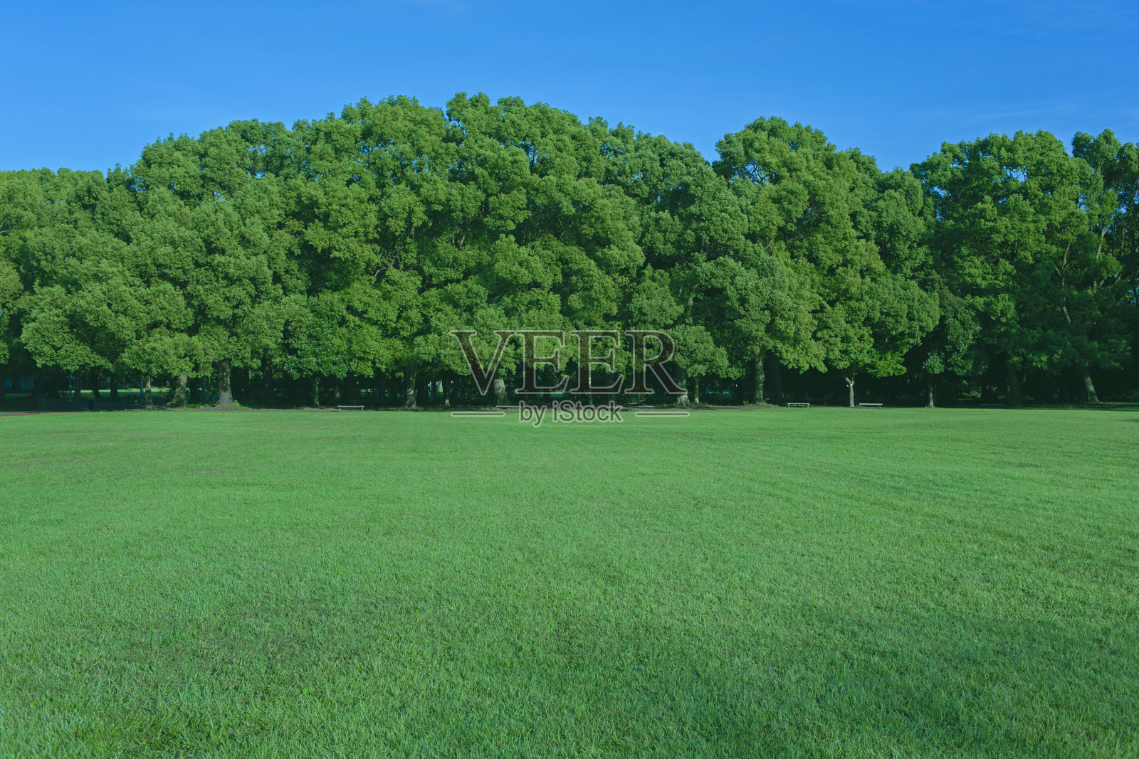 绿色公园草坪照片摄影图片