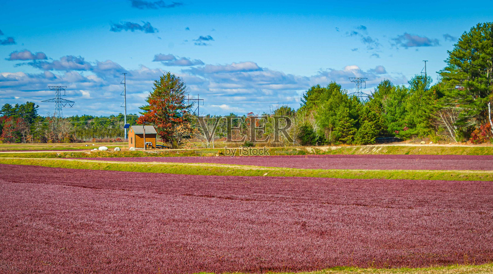 蔓越莓沼泽的宁静季节照片摄影图片