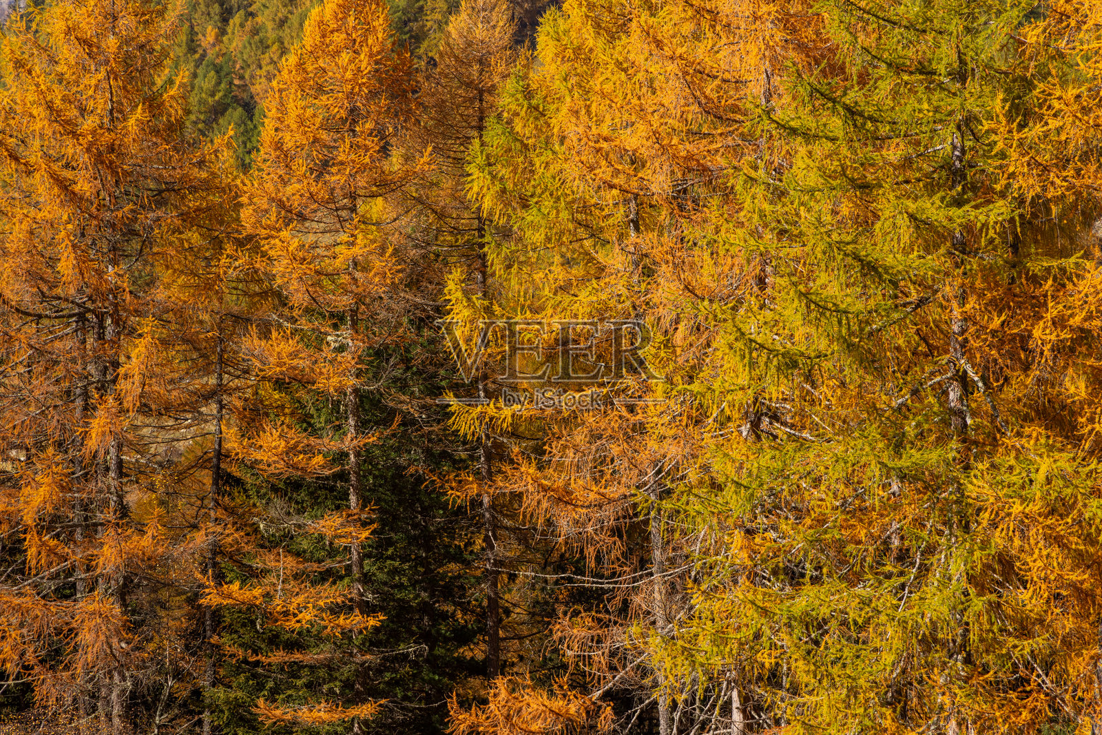 生机勃勃的秋季森林树冠照片摄影图片