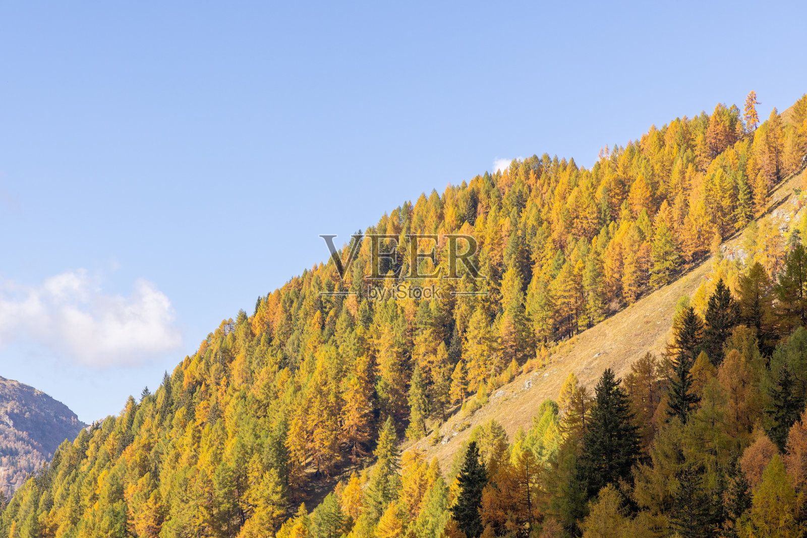 阳光照耀下的生机勃勃的秋季森林与山坡照片摄影图片
