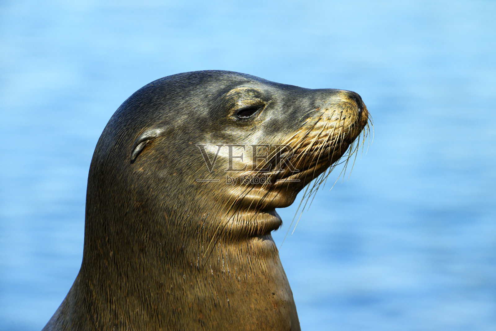 加州海狮的远景拍摄照片摄影图片