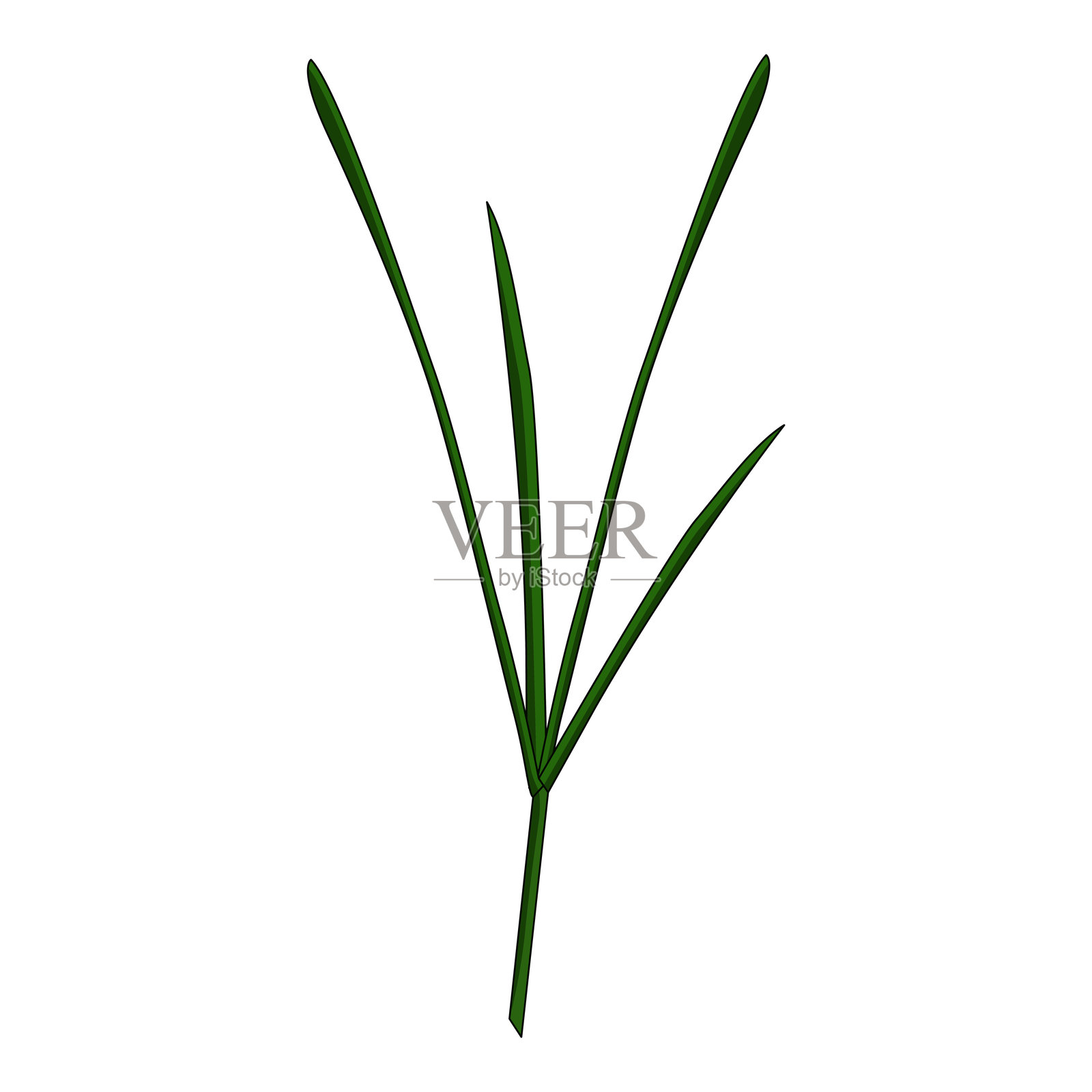 草插画图片素材