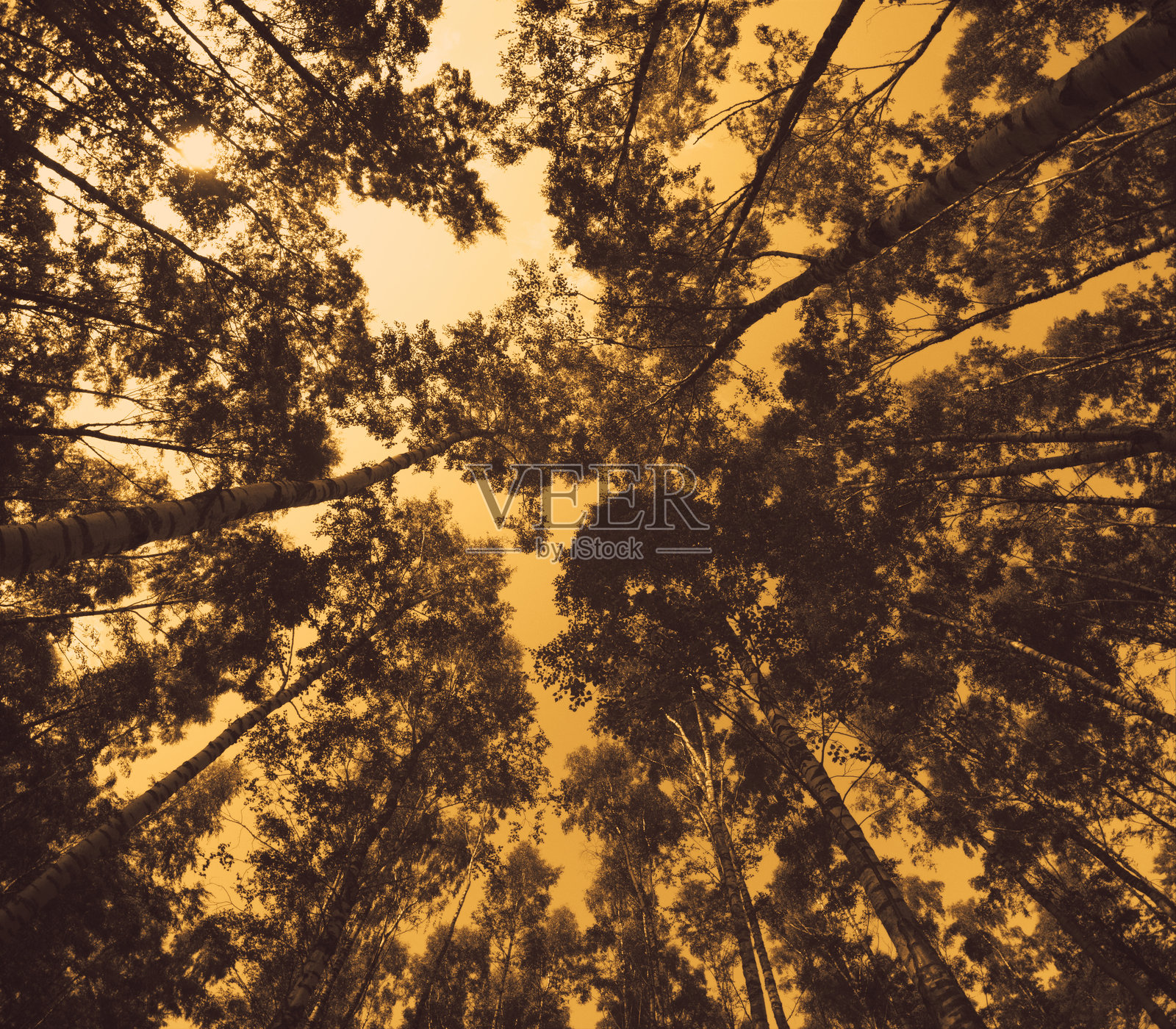 黄色低角度视图的树木单色图像。照片摄影图片