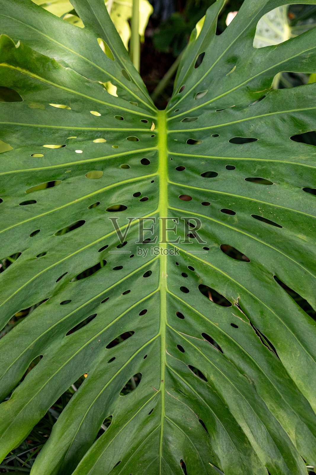 生动的绿色龟背竹叶特写，带有自然孔洞照片摄影图片