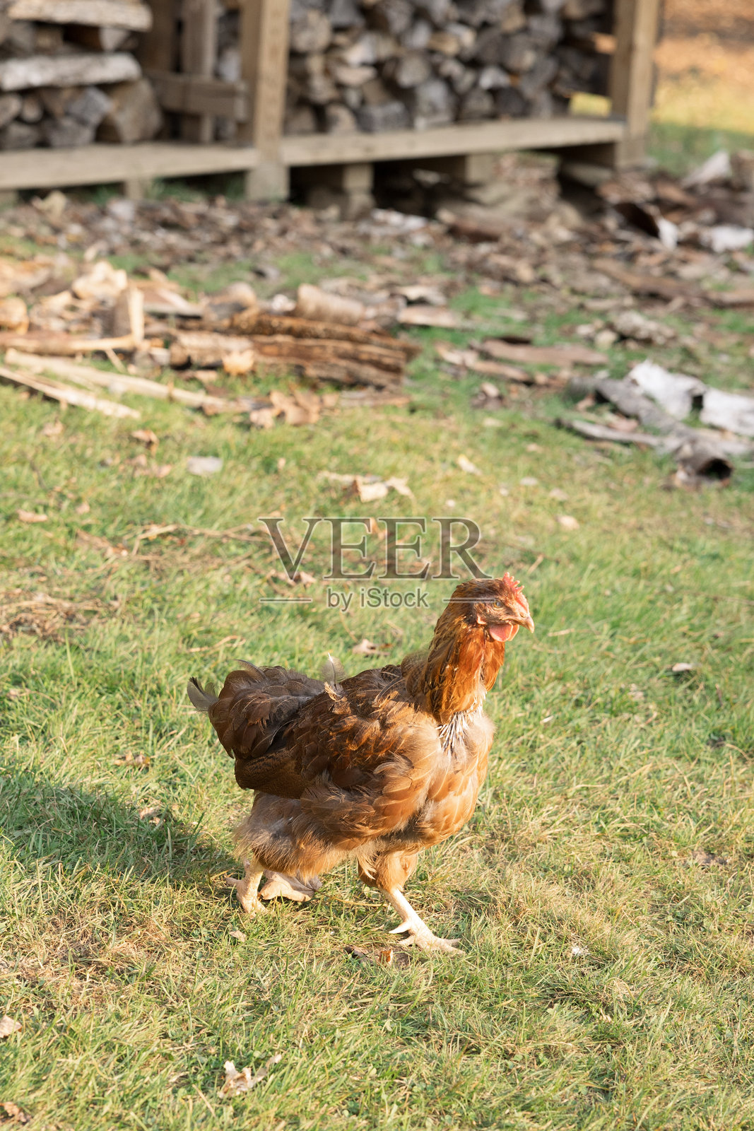 在草坪上走动的锈色鸡，背景有木柴堆。照片摄影图片