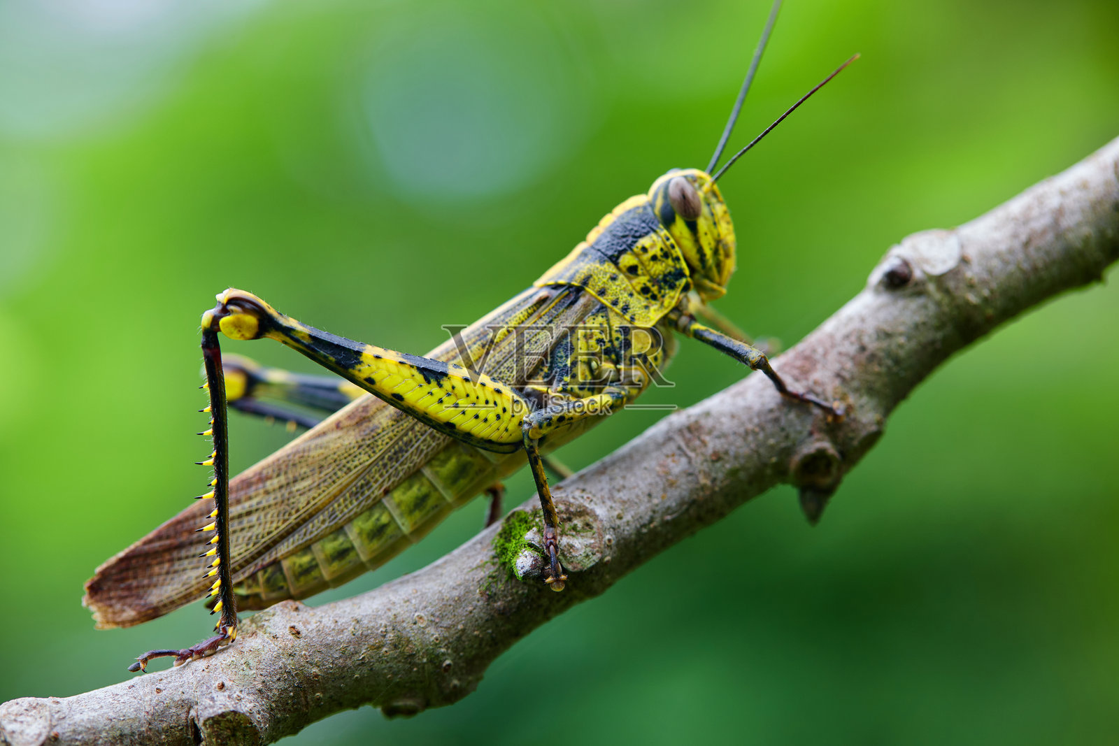 树枝上的蚂蚱特写镜头照片摄影图片