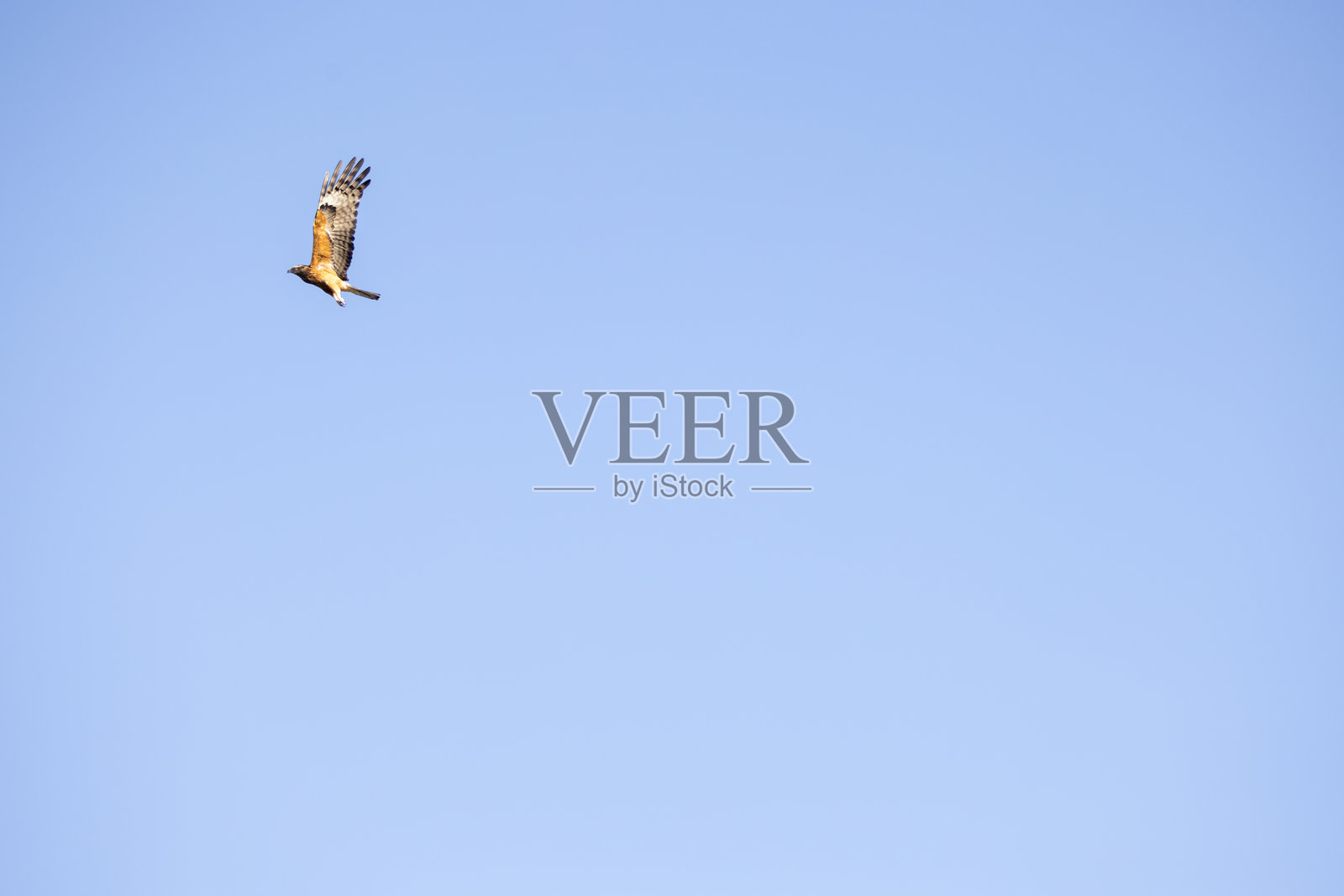 一只楔尾鹰在晴朗的蓝天中高飞照片摄影图片