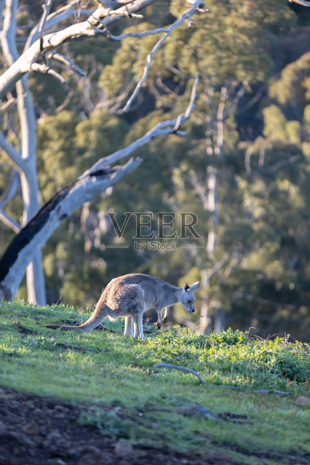澳大利亚灌木丛中，东部灰袋鼠在草坡上觅食照片摄影图片