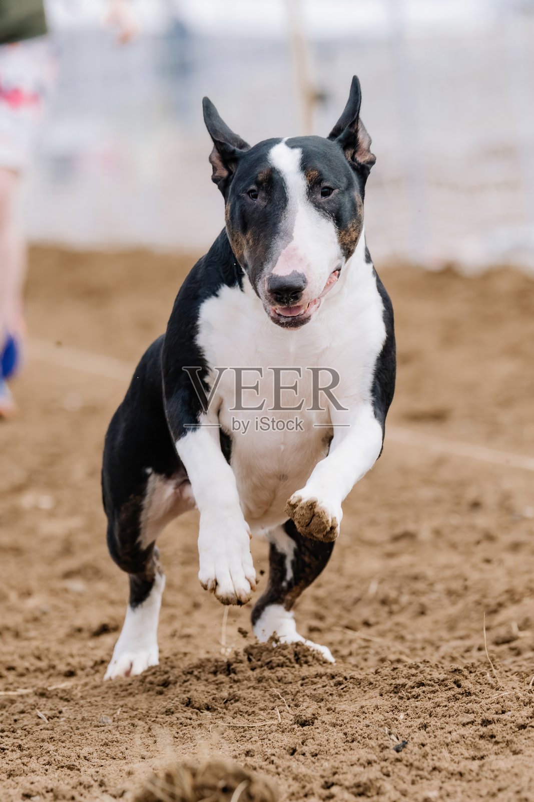 斗牛犬在诱饵赛道上奔跑，狗狗运动照片摄影图片
