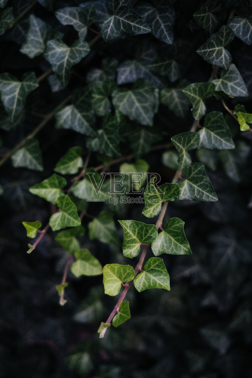 贝尔格莱德的常春藤叶特写，展示生机勃勃的绿色。照片摄影图片