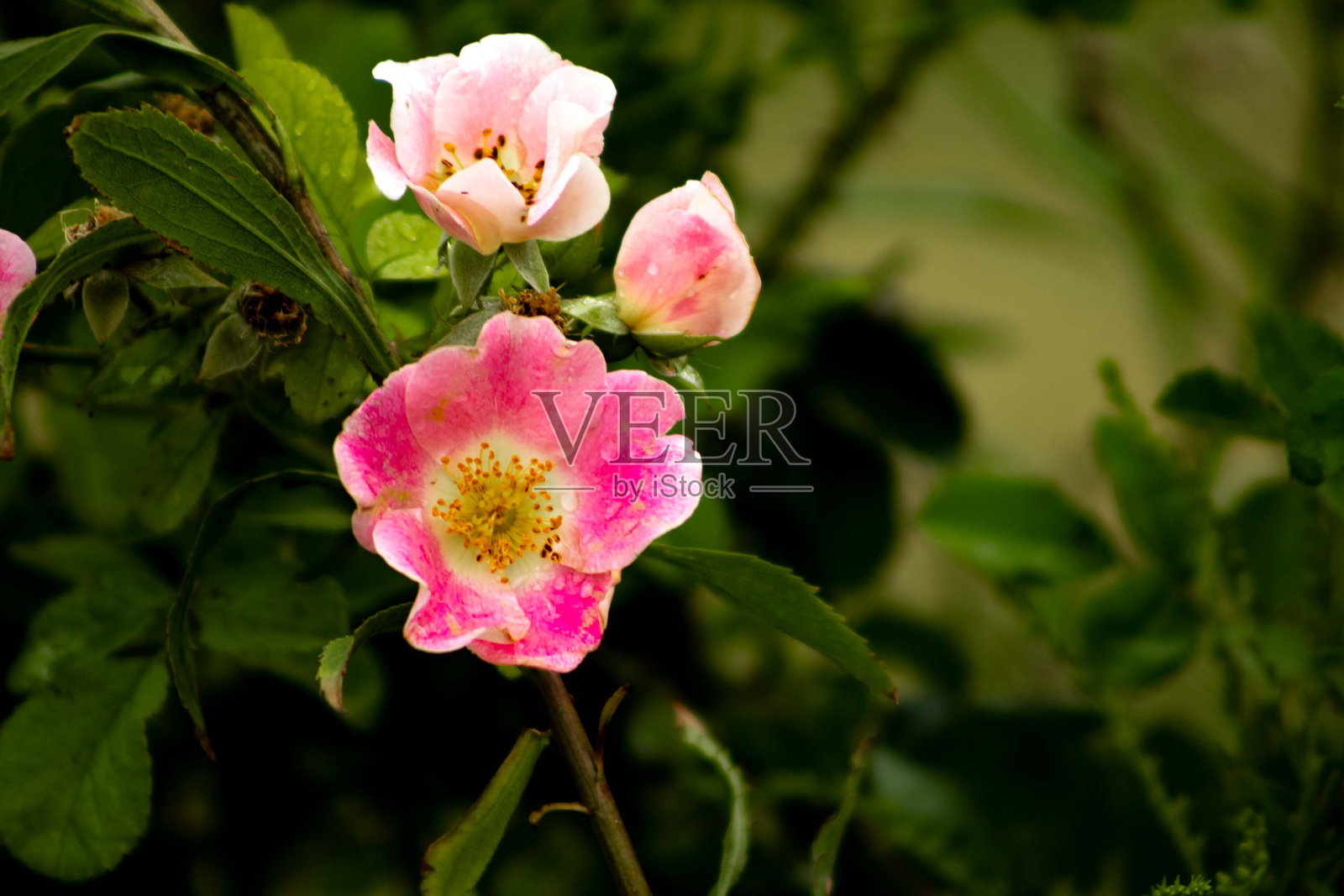玫瑰花特写镜头照片摄影图片