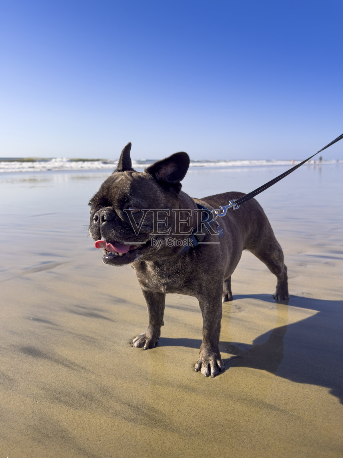 海滩上的法国斗牛犬照片摄影图片