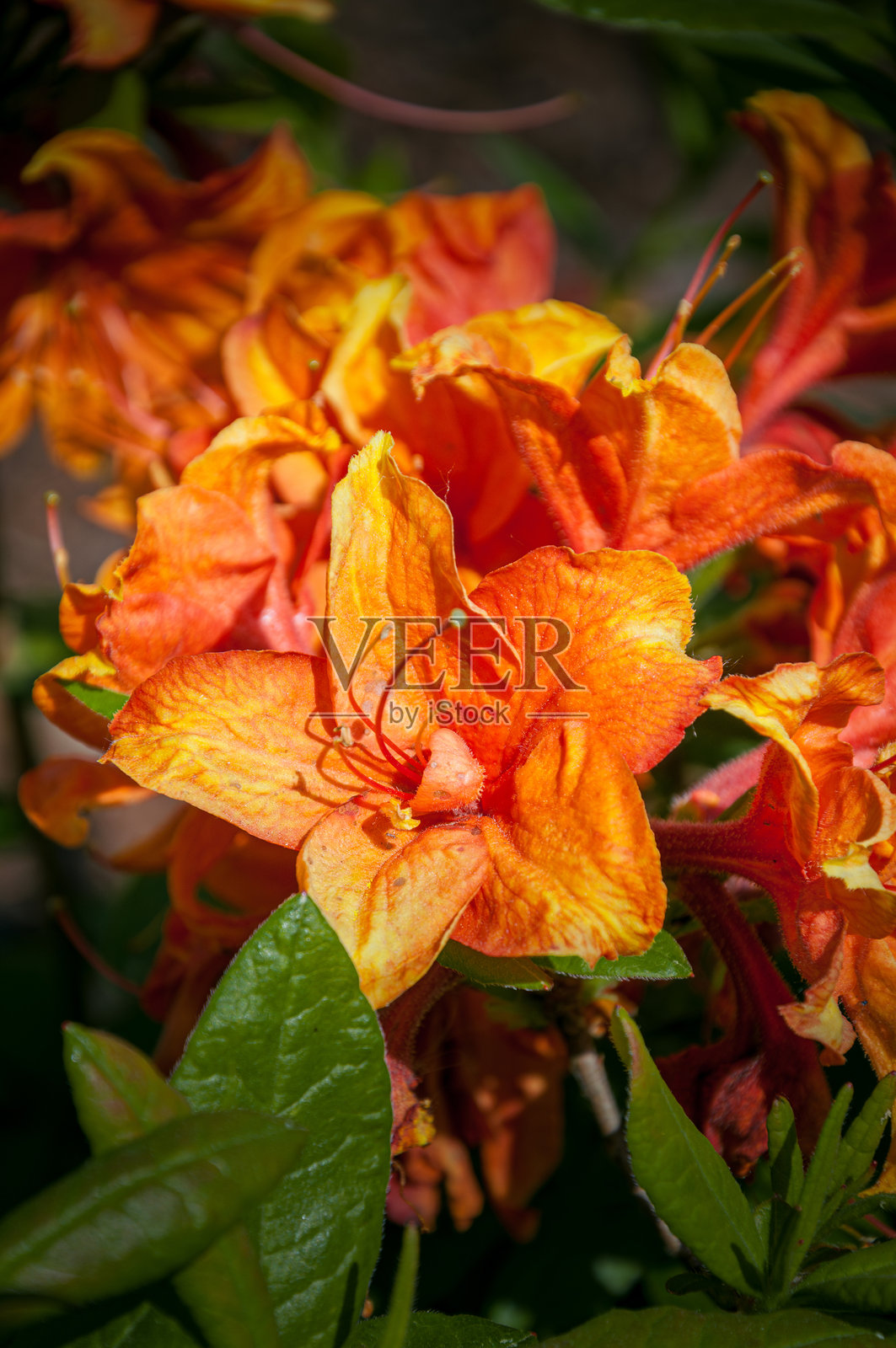 吉布提杜鹃花盛开照片摄影图片