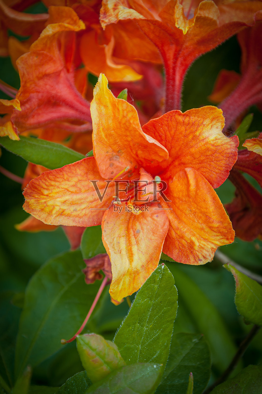 吉布提杜鹃花盛开照片摄影图片