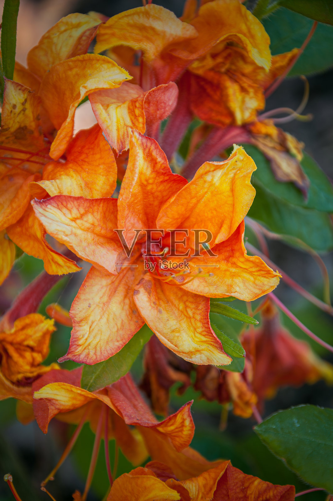 吉布提杜鹃花盛开照片摄影图片